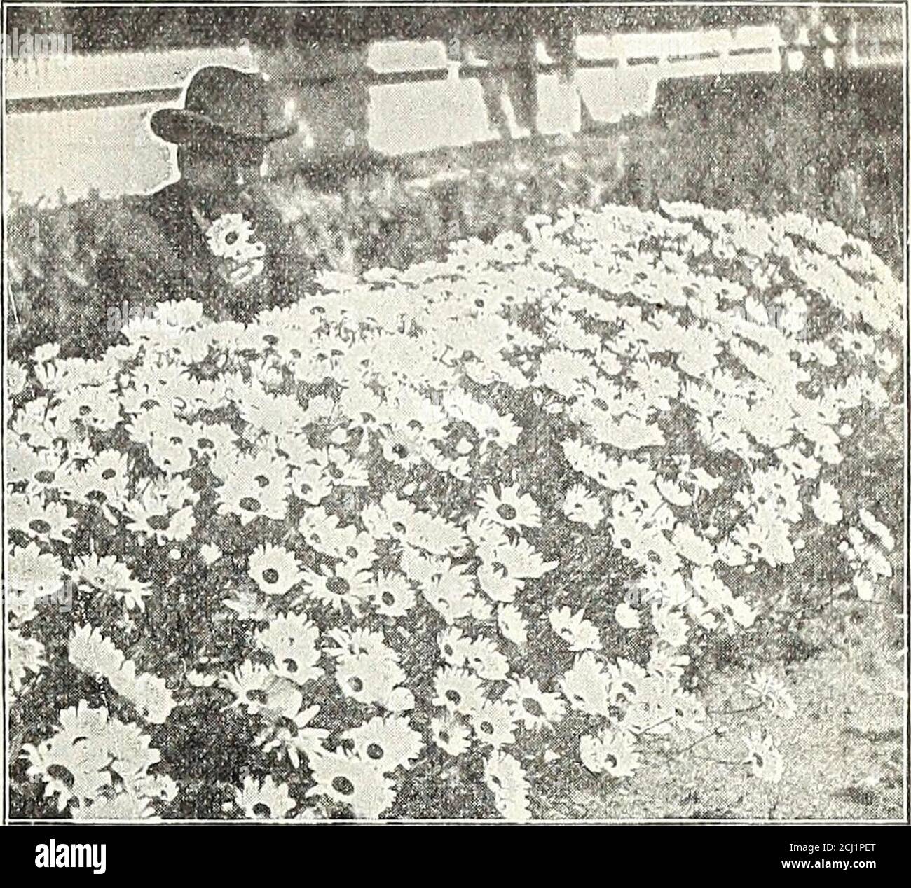 . Dreer's autumn 1904 catalogue . of pure white flowers in July; 6 ft. 25 cts. each ; $2.50 per doz.Claytonia Virginica (Spring Beaubj). Clusters of light; pink very early in the spring.Clematis Davidiana. Bell-shaped flowers of deep lavender-blue, very fragrant: .Vug. and Sept.; 3 ft. Integritblia. Blue flowers in July and August; 2 ft. 25cts. each; $2.50 per doz. Recta. Showy clusters of white; June and July; 3 ft. 25cts. each; $2.50 per doz.Coreopsis Lanceolata GrandiHora. An old favorite, with golden-yellow flowers the entire season.Delphinium (Hardy Larkspurs). Chinensis. A pretty variety Stock Photo