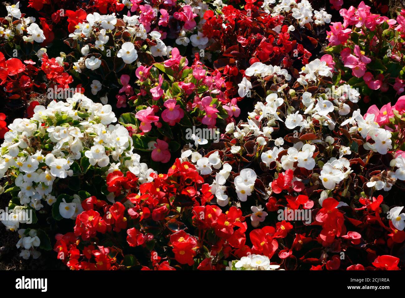 Bedding Begonia High Resolution Stock Photography and Images Alamy