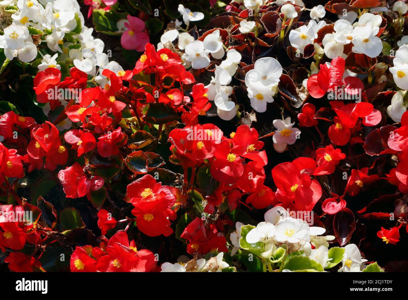 Begonias flowers plants hires stock photography and images Alamy