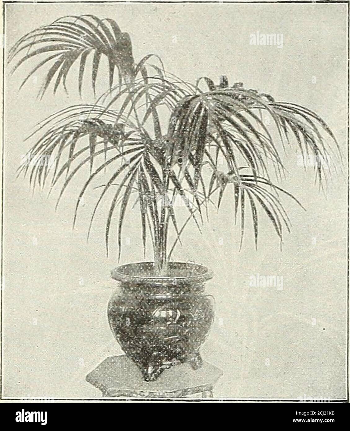 . Dreer's autumn 1904 catalogue . Areca Lutescens. One of the most graceful and beautiful Palms in cultivation ; the foliage is of a bright glossy-greenwith rich golden-yellow stems.3-inch pots, 4 to 5 leaves, 12 to I.t inches high 5 to 6 15 to IS 6 to 7 18 to -iO 6 to 8 24 to 30 8 to 10 &lt; • 30 to 36 10 to 12 86 to 42 10 to 12 48 fine bushv i4an s, 60 ..$0 2n 5075. 1 50. 2 nO. 3 50. 5 00.10 00 each. Cocos Weddeliana. The most elegant and graceful ofall the smaller Palms. Admirnble for fern dishes, as they areof slow growth and maintain their beauty for a long time. 3-inch pots, ] 2 inches h Stock Photo