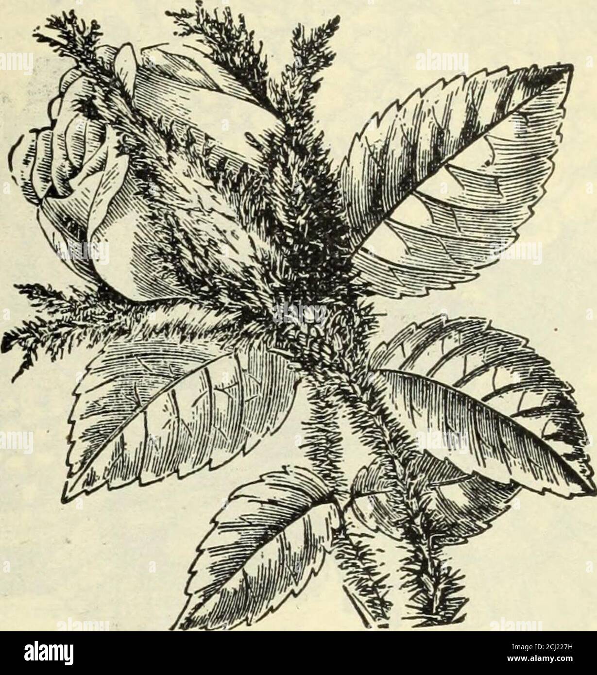 Lovett S Special Catalogue Of Roses Geraniums Cannas Palms Carnations Chrysanthemums Gladiolus Lilies Hardy Herbaceous Plants And Other Summer Flowering Plants And Bulbs Prairie Queen An Extra Fine Free Bloomer Flowerslarge