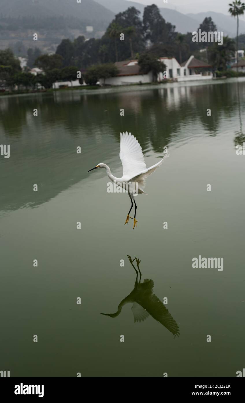 Snowy Egret (Egretta Thula) with spread wings lands in the 'La Laguna de la Molina' lake, Lima, Perú Stock Photo