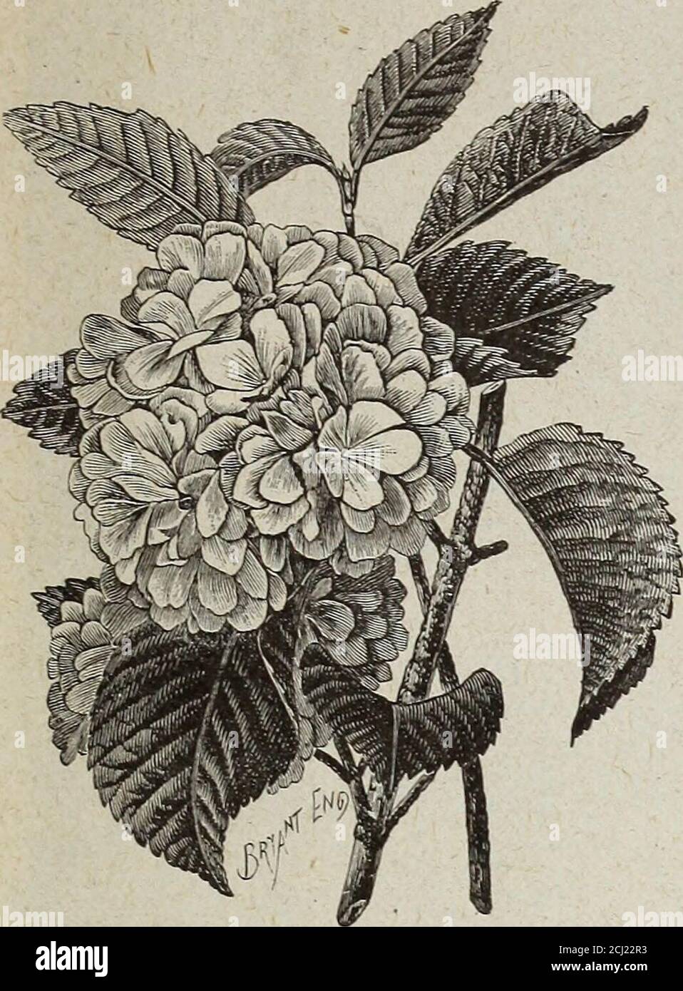 . Horsford's descriptive catalogue of hardy ornamentals herbaceous plants bulbs ferns shrubs and vines . 25 cts. each, two for 40 cts.Paul Neyron. Flowers very large, clear, deep rose, very double and full. 25 cts. each, two for 40 c. Climbing Roses. Baltimore Belle. Flowers large, compact and fine ; of a pale blush color. Very double and in clusters. 25 cts. each, two for 40 cts.Russells Cottage. Flowers dark crimson ; very double and full. A great bloomer. 25 cts. each,. two for 40 cts. Anne Maria. Flowers double, in clusters ; rosy carmine, shaded pink. 25 cts. each, two for 40 cts. Tea Ros Stock Photo