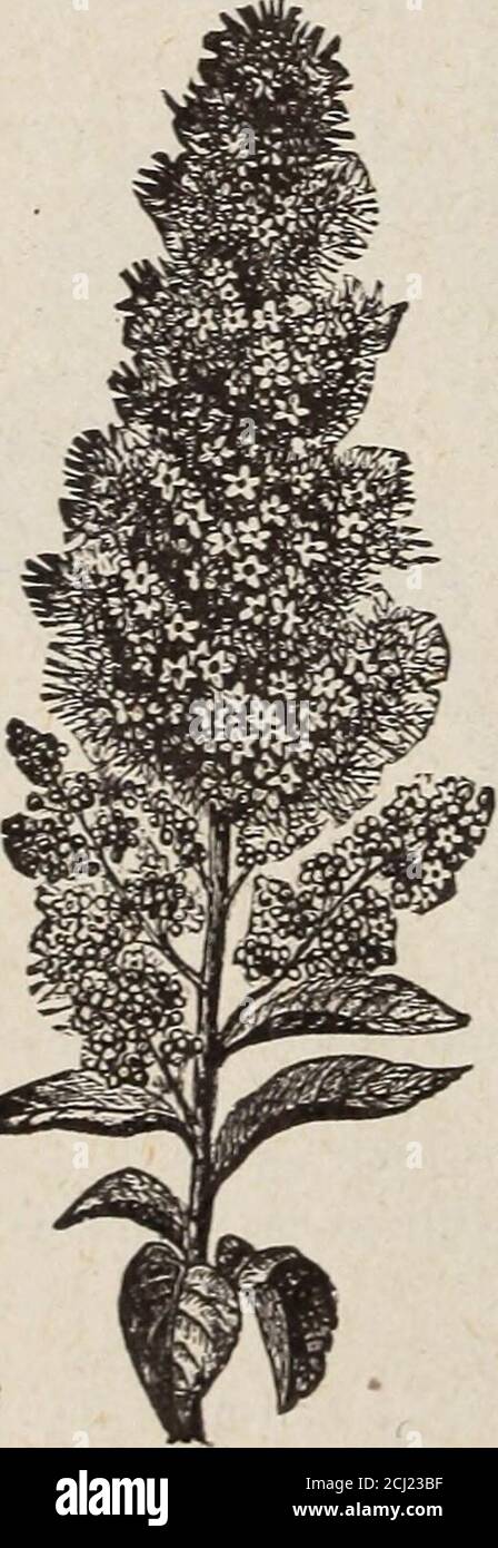 . Horsford's descriptive catalogue of hardy ornamentals herbaceous plants bulbs ferns shrubs and vines . etty, white,followed by black fruit. 15 cts. each, two for 25 cts.RUBUS odoratus (Flowering Raspberry). A pretty shrub in cultivation.4 feet high, bearing numerous dark purple flowers and large green leaves.15 cts. each, two for 25 cts.RHUS COpallina. Seeds, 6 cts. per pkt.R. aromatica (Fragrant Sumac). About 2 feet high, with light yellow flowers and red fruit. 15 cts. each, two for 25 cts.R. typhina (Staghorn Sumac). 15 cts. each, two for 25 c; seeds, 6 c. pkt.RHODORA Canadensis. Flowers Stock Photo