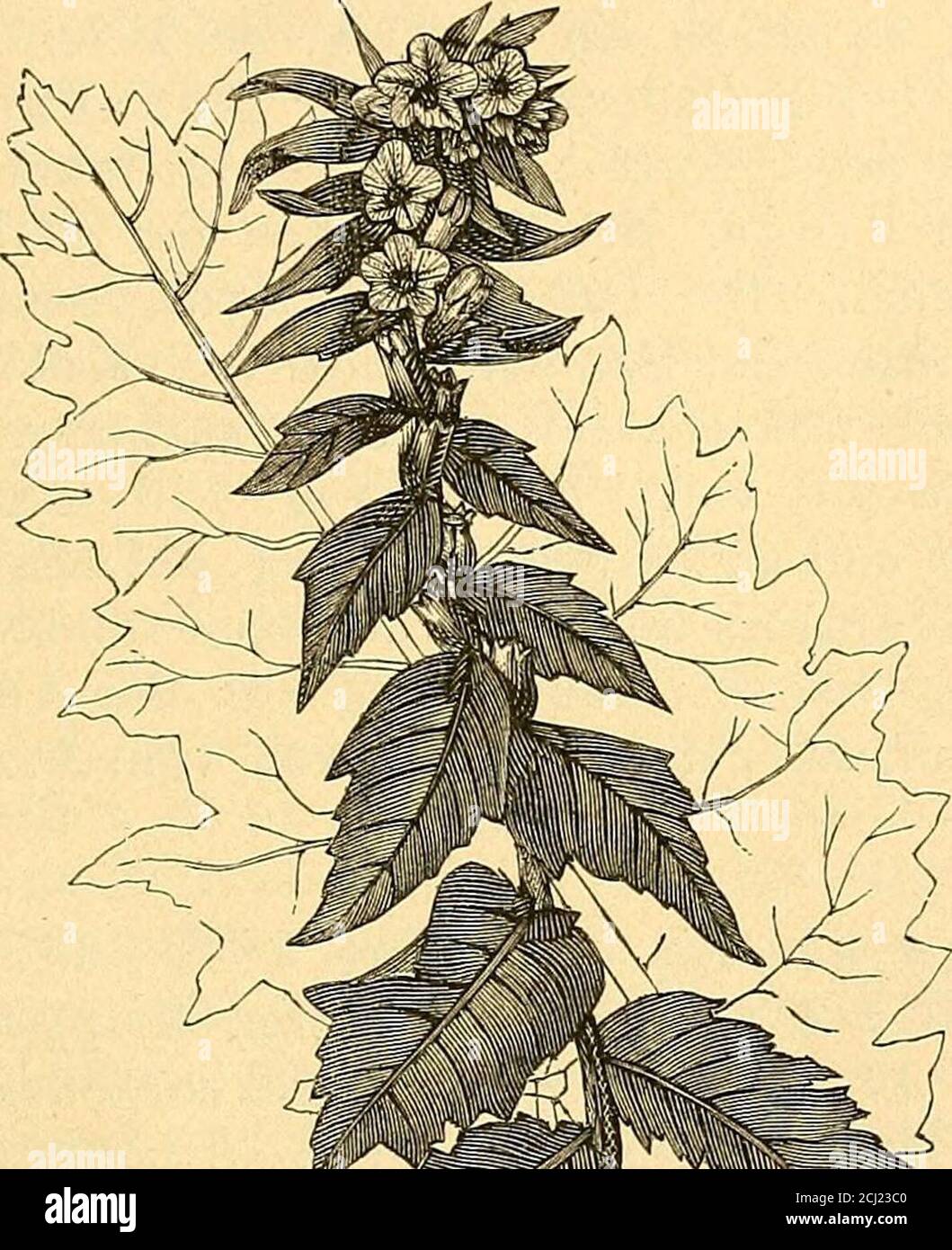 . Lehrbuch der Intoxikationen . ren zur Klasse der Solana-ceen und sind mit Blüte und Frucht in Fig. 117 u. 118 dargestellt. Inbeiden sind neben Atropin noch andere Basen enthalten. Das Hyos-cyamin findet sich in denselben zwei Pflanzen, sowie in verschiedenen Atropin und Hyoscyamin. 1041 Arten von Hyoscyamus, namentlich in Hyosc. niger, dem Bilsen-kraut (siebe Fig. 119, 120, 122), in Duboisia myoporoides, Sco-polia atropoides und Scop. japonica, in Anisodus luridus (sämt-lich zu den Solanaceen gehörig), Dymonds will auch in Lactucasativa, dem Kopfsalat, und in Lactuca virosa, dem Giftlattich( Stock Photo