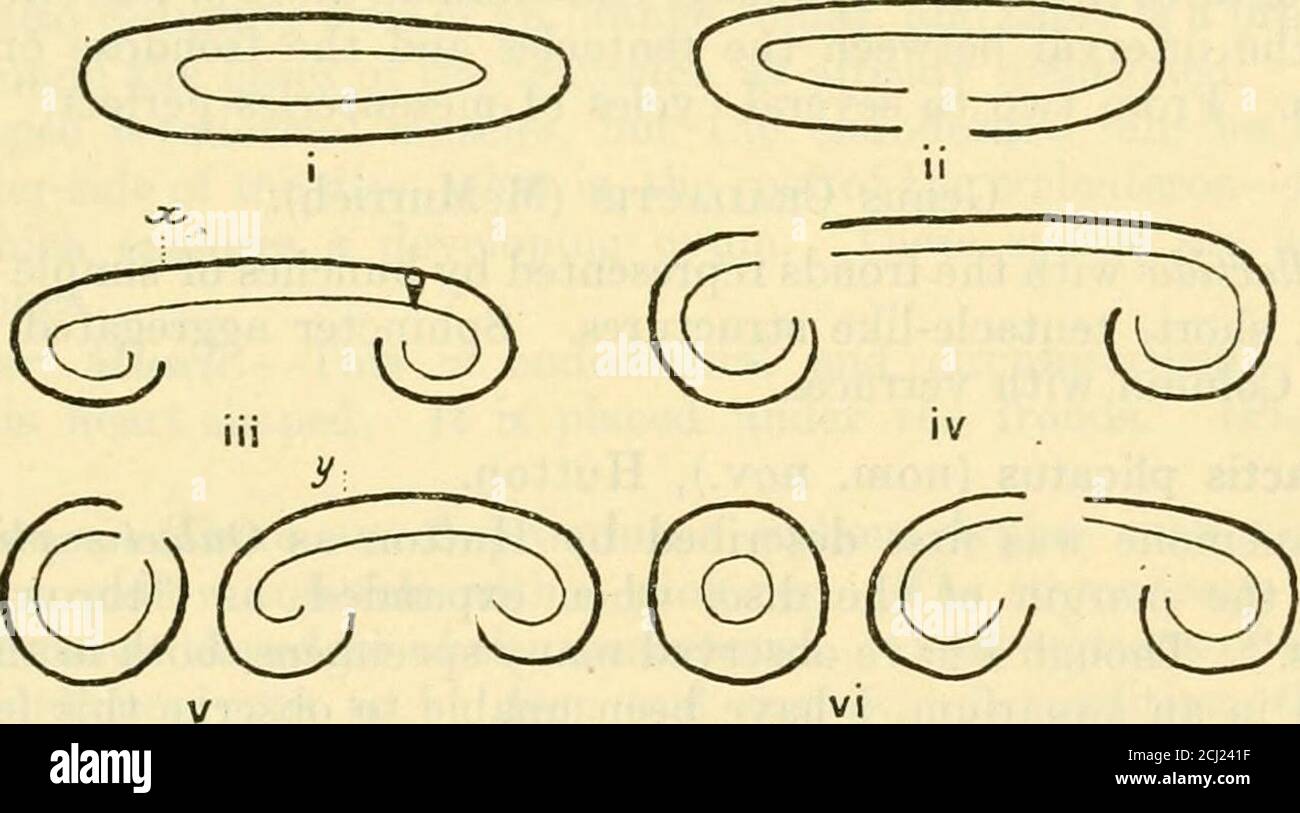 . Transactions and proceedings of the New Zealand Institute . ulatureof the mesenteries is stronger than that of the other species. C. albida : As in C. mollis, the stomodfeum is much folded, and hasmesoglceal processes projecting into its ectoderm. Each of these processesis opposite to the attachment of a pair of mesenteries. The outer parts ofthe mesenterial spaces are filled with hypertrophied endoderm. Reproduction.—No gonads appeared in any of my sections, but massesof ova and young animals appeared in the bowl with the animal that dividedin the manner to be described below. This was a sp Stock Photo
