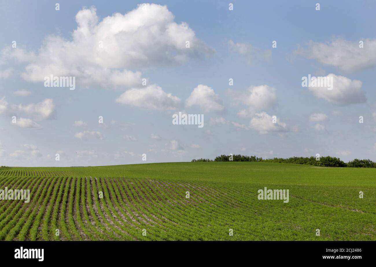 Cereal crops affected by the recent drought near Fort Qu'Appelle, Saskatchewan, Canada, June 25, 2019. REUTERS/Valerie Zink Stock Photo