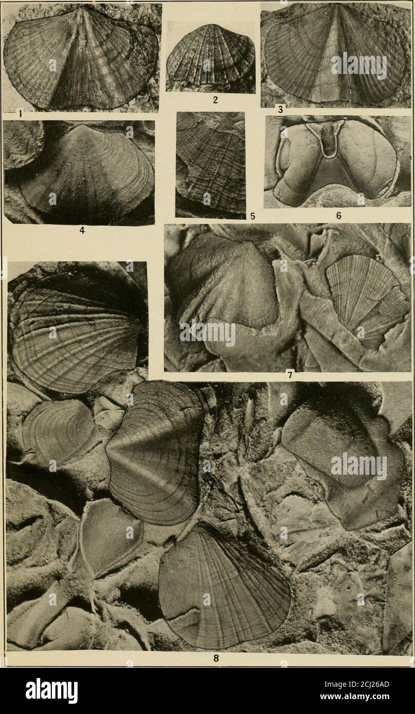 . Smithsonian miscellaneous collections . 796. The specimens represented by figs. 1-3 are from locality 65c,Ozarkian : Mons formation : Sawback Range, Alberta, Can. Huenella texana Walcott 522 Fig. 4. (X 4-) A ventral valve partially concealed by the mesial sinusof another specimen. 6. (X4-) Interior of a ventral valve that occurs on the same weather surface as 4 and 8. 7. (X4-) Dorsal valve associated with Huenella weedi Walcott. 8. (X4-) Part of a small piece of a thin layer of limestone on which the fossils weather out in relief. Both H. texana andH. weedi occur scattered irregularly over t Stock Photo