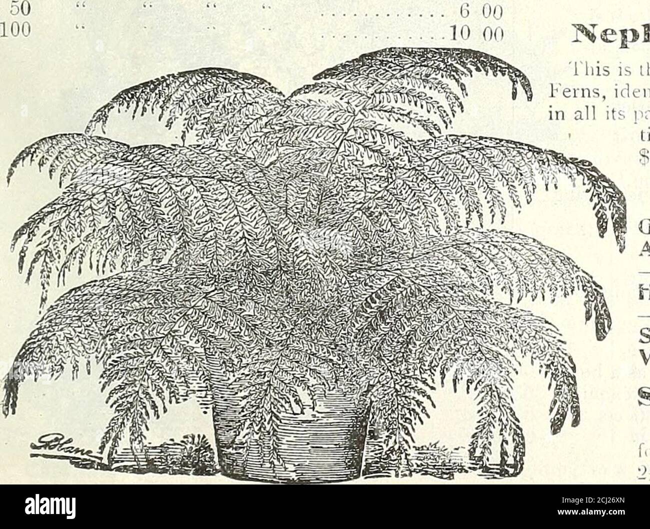 . Dreer's autumn 1904 catalogue . Cn.oTrm Schif.imit (iMe.xican Tree Fern). irolepis Sostossiensis. (The Koston Sword Fern.) I.eauliful lot of this, the most popularof all hou-e (ilants, m the fol-lowing si?es : 3-inch pciis, ]5 cts. each ; 4-inchpots, 25 ct-. each ; 5-inch pots,50 cts. each; 6-inch pots, 75 cts.each ; 7-inch pots, $1 00 each ;8-inch pots, $2.00 each ; 12-inehr-aiis, $5 OOencli. Neplirolepis FierscEiii. (The New Boston or iia-tiieh Ilunie 5 erii.) 1 his new Fern  osses-es the snme vigorous growth that IS characteristic of the Boston Fern, with long, graceful fronds, but with Stock Photo