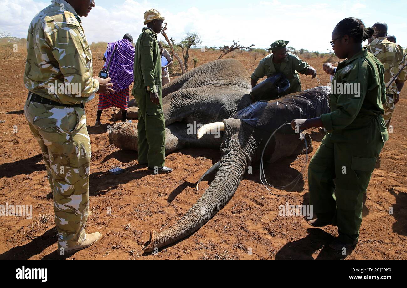 Kenya Wildlife Service (KWS) and the International Fund for Animal Welfare  (IFAW) fit an elephant with an advanced satellite radio tracking collar to  monitor their movement and control human-wildlife conflict near Mt.