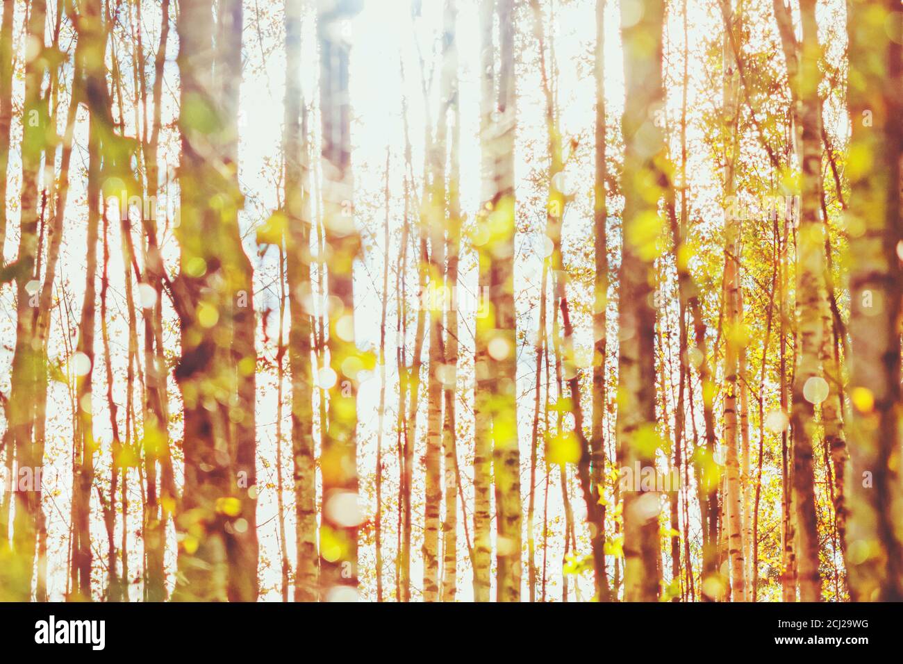 autumn sun shining through birch grove - blurry autumnal bokeh background Stock Photo