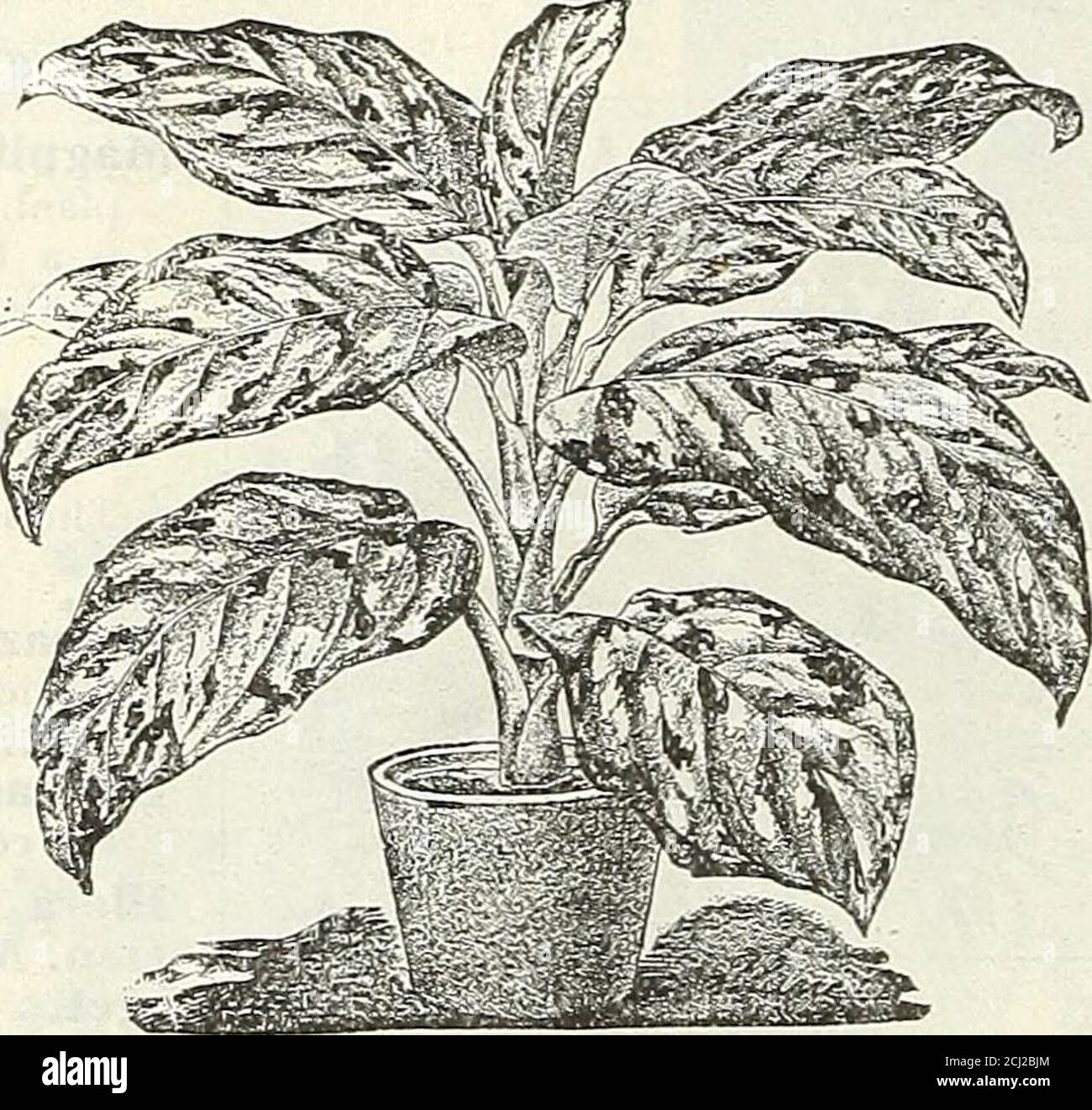 . Dreer's autumn 1904 catalogue . Carnation. The beautiful Xarcissus shown in colors on the cover .of this catalogue are offered on page 11. 30 Henry A, Dreer, Philadelptiia^ Pa* ^S ^A j 1 ^-^Ugl^ fy .^■!- CYCAS REVOLUTA (SagoPalm). Valuable drcoraiive plants bulh loi lawn and house decora-tion ; iheir heavy, glossy, deep green trends resist alike thegas, dust and cold to which decorative plants are frequentlyexposed. We grow an immense stock of them, and have anexceptionally fine lot in popular sizes for house decoration. Height Number Length of Stem. of Leaves. of Leaves. 4 10 tj in. 7 10 8 Stock Photo