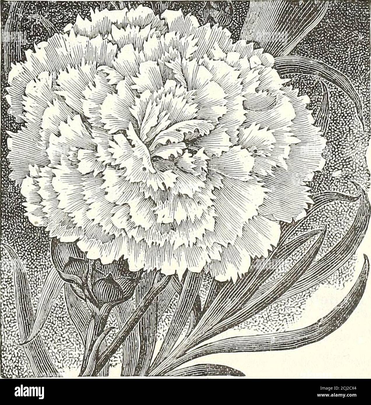 . Dreer's autumn 1904 catalogue . Standai; Ray.. Carnation. The beautiful Xarcissus shown in colors on the cover .of this catalogue are offered on page 11. 30 Henry A, Dreer, Philadelptiia^ Pa* ^S ^A j 1 ^-^Ugl^ fy .^■!- CYCAS REVOLUTA (SagoPalm). Valuable drcoraiive plants bulh loi lawn and house decora-tion ; iheir heavy, glossy, deep green trends resist alike thegas, dust and cold to which decorative plants are frequentlyexposed. We grow an immense stock of them, and have anexceptionally fine lot in popular sizes for house decoration. Height Number Length of Stem. of Leaves. of Leaves. 4 10 Stock Photo