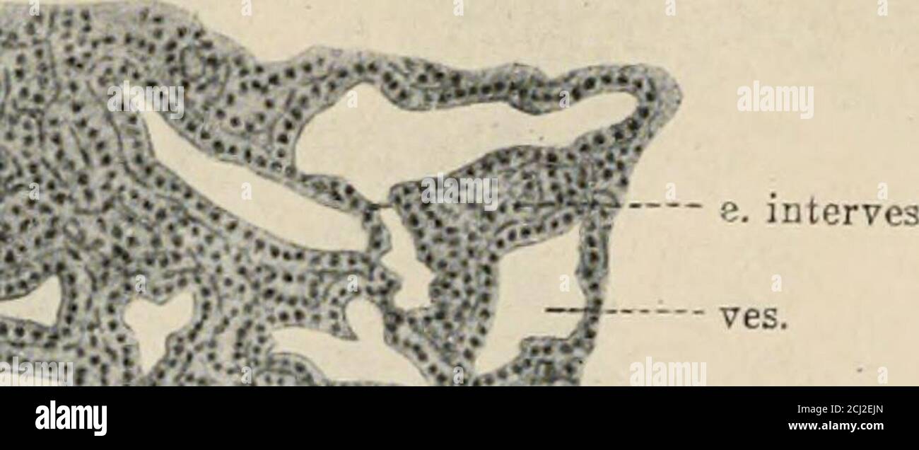 . The endocrine organs; an introduction to the study of internal secretion . : •- ;v-- •«• -- —. — c. ves.-- e. ves. FIR. 15.—Section of parathyroid of dog, eighty-three days after thyroidectomy.(Halpenny and Thompson.) The gland now contains a large number of irregularvesicles and exhibits signs of hypertrophy and increased activity. e.vex., epithelium of vesicles; e.interves., epithelium between vesicles; c., colloid; c.ves.,cavity of vesicle. in exophthalmic goitre (fig. 26, p. 38). The same observers state thatafter removal of all the parathyroids the vesicles of the thyroid tissue 1 It is Stock Photo