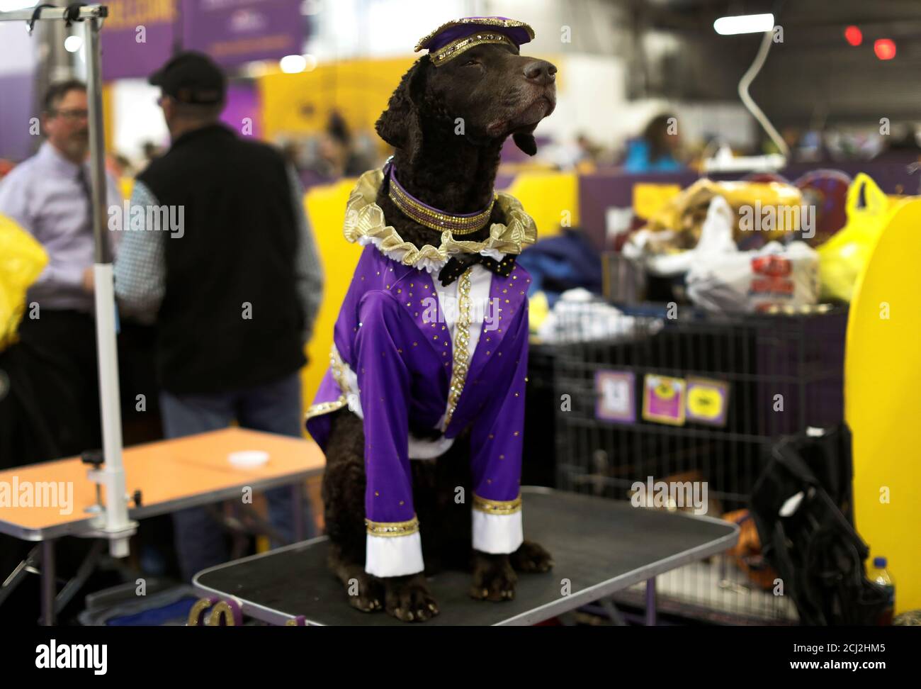 Lodi, a Curly Coated Retriever from New Jersey, stands in the benching area  at the 143rd Westminster Kennel Club Dog Show in New York City, New York,  U.S., February 12, 2019. REUTERS/Mike