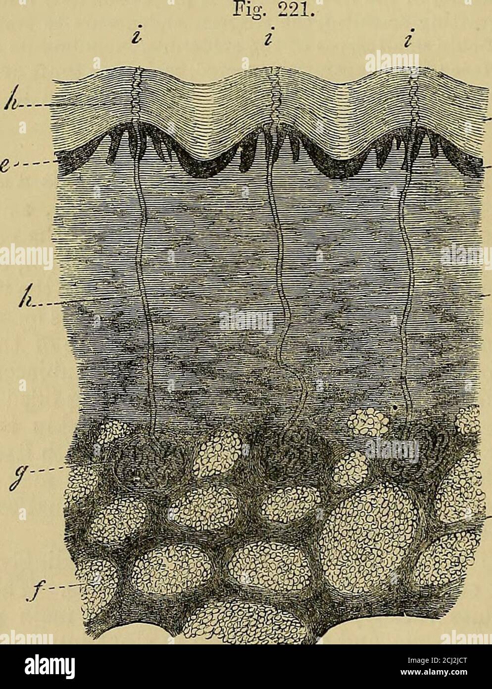 Dense fibrous connective tissue hi-res stock photography and images - Alamy