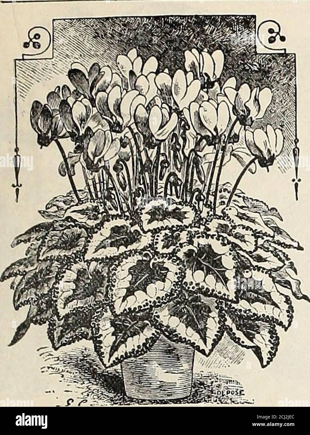 . Peter Henderson & Co.'s wholesale catalogue of bulbs, plants and seeds, also books, tools, fertilizers, insecticides and requisities . is, (Winter Aconite) hardy, yellow EREMURUS Himalaicus, 5 to 8ft. spikes of white flowers... Robustus, rosy flesh flowers on 8 to 10 ft. spikes ERYTHRONIUM Grandiflorum, yellow flowering, hardy. Giganteum, straw colored with orange center Hendersonii, lilac with purple center, zoned yellow.. .. Prices. Each D02. Doz. .10.10.10.08.08.10.20.10.10.10.10.10.10 .12 .18.15 .50 1.00 .40 100 .25.30.30.30.40.60 .50.50.50.40.40.501.25.50.60.50.50.50.50 100 .75 1.09 .90 Stock Photo