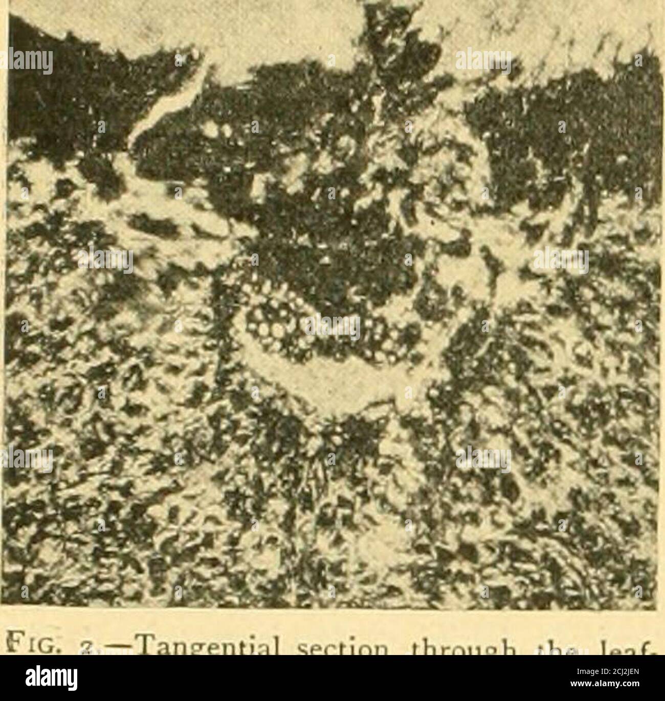 Internal structure of a leaf hires stock photography and images Alamy