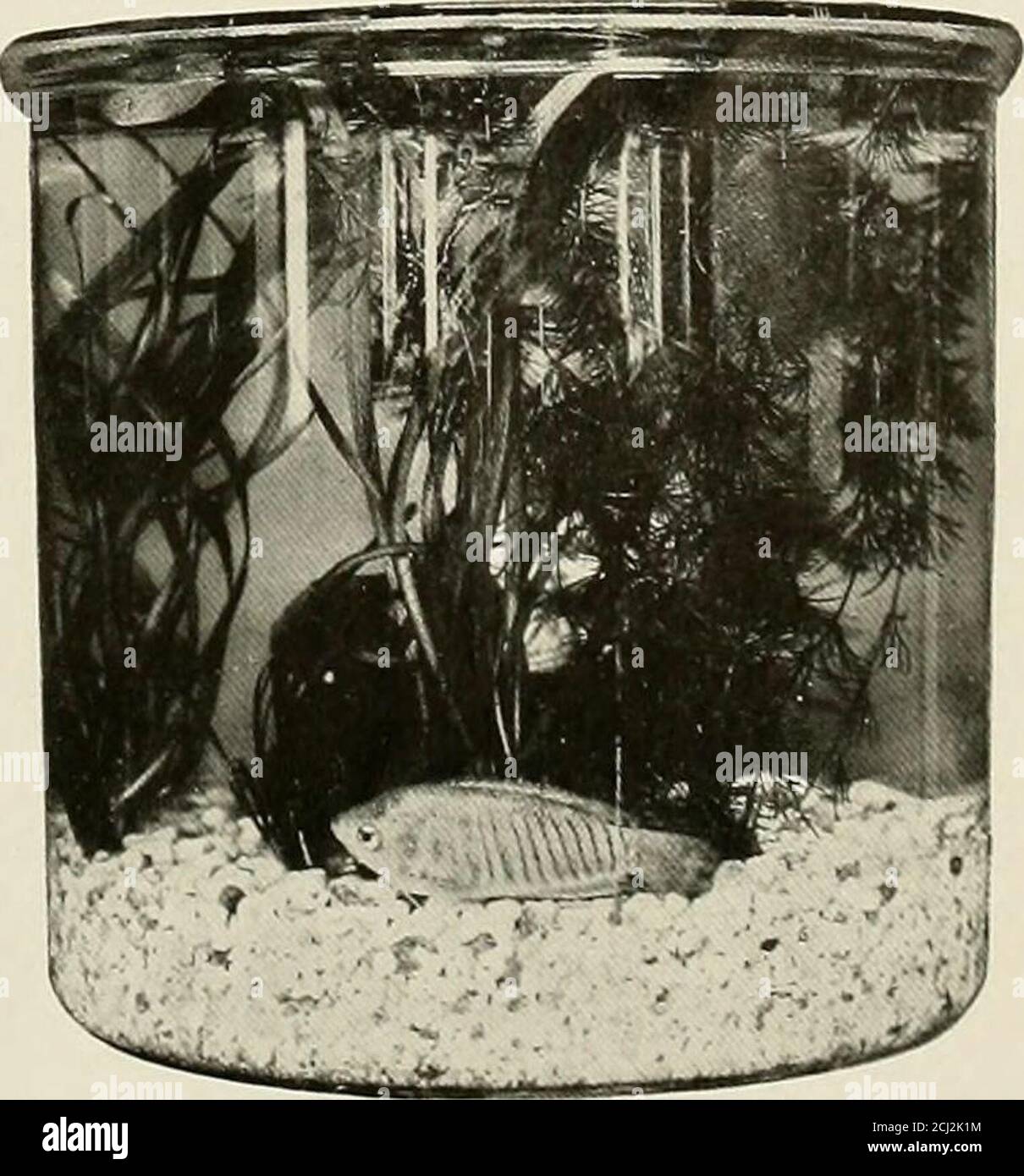 Zoological Society bulletin . p the air into the water, but this again onlymeets the problem half way. It supplies theoxygen, but does not remove the carbon dioxidewhich can escape only Zoological Society bulletin . p the air into the water, but this again onlymeets the problem half way. It supplies theoxygen, but does not remove the carbon dioxidewhich can escape only