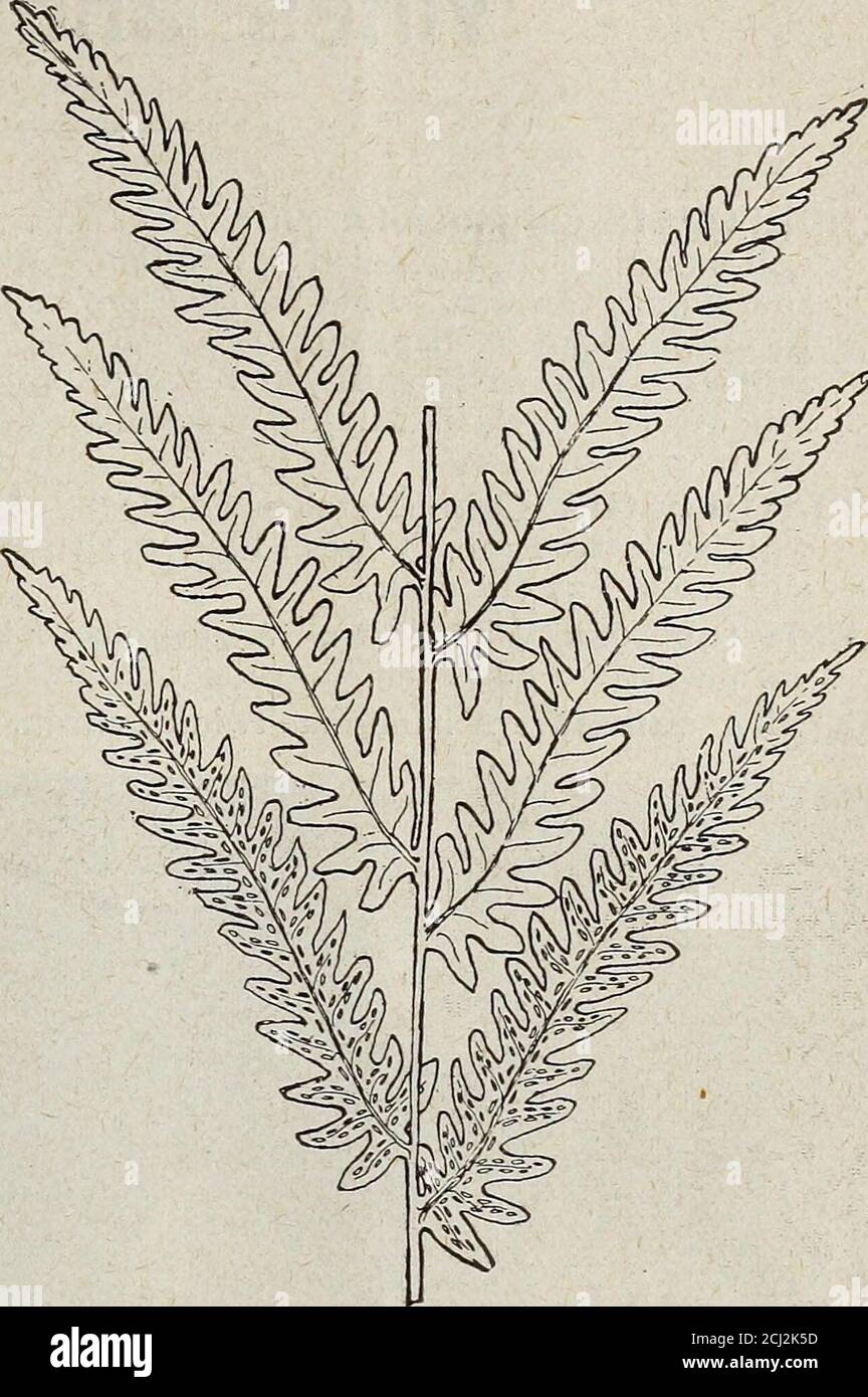 . Horsford's descriptive catalogue of hardy ornamentals herbaceous plants bulbs ferns shrubs and vines . IA Ilvensis (Rusty Woodsia). Fronds 2 to 7 inches high, growing in small, dense tufts.Grows naturally on exposed rocks in the sun. 15 cts. each, $1 per dozen.W. obtusa. Fronds 6 to 12 inches high, twice divided. A native of rocky banks and cliffs, inshade or sun. 15 cts. each, $1 per dozen.WOODWARDIA angustifolia (Netted Chain Fern). 12 to 18 inches high by 3 inches or morewide. A bog Fern, yet it does nicely on moist, sandy or gravelly soil. 25 cts. each, two for 40 cts.W. Virginica (Virgi Stock Photo