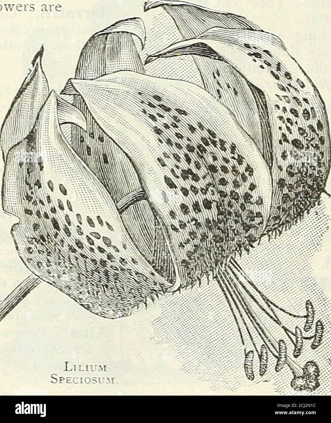 Dreer S Autumn 1904 Catalogue Longif Lorum N U 11 I Tl O R U Iti Pure White Tiumpet Slia Iedflowers Splendid For Growingin Pots For Easier Floweringand Very Desirable For Outdoorplanting Being Another full form of cts is clear to send. alamy