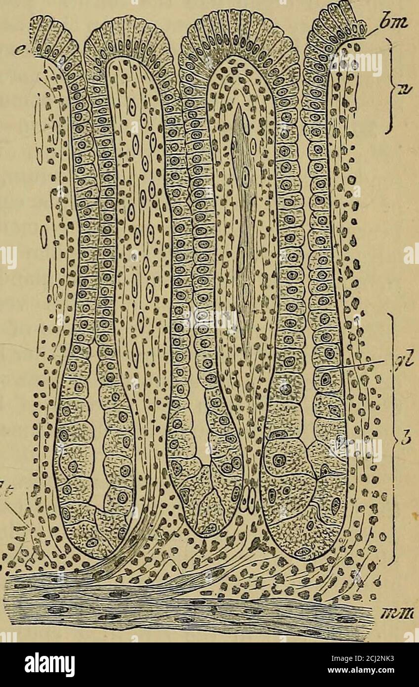 . Quain's elements of anatomy . n. From its inner sm^face muscular bundlesbend inwards into the thickness of the mucous membrane, passingbetween the glands contained within it, and even into its prominences,so as in many cases to reach and become attached to the basement-mem-brane covering them. The muscularis mucosae is a part therefore ofthe mucous membrane, and is not to be confounded with the muscularcoat proper, which forms a separate layer in most of the hollow viscera. The connective tissue layer or corium proper varies much in structurein different parts. In some situations, as in the Stock Photo