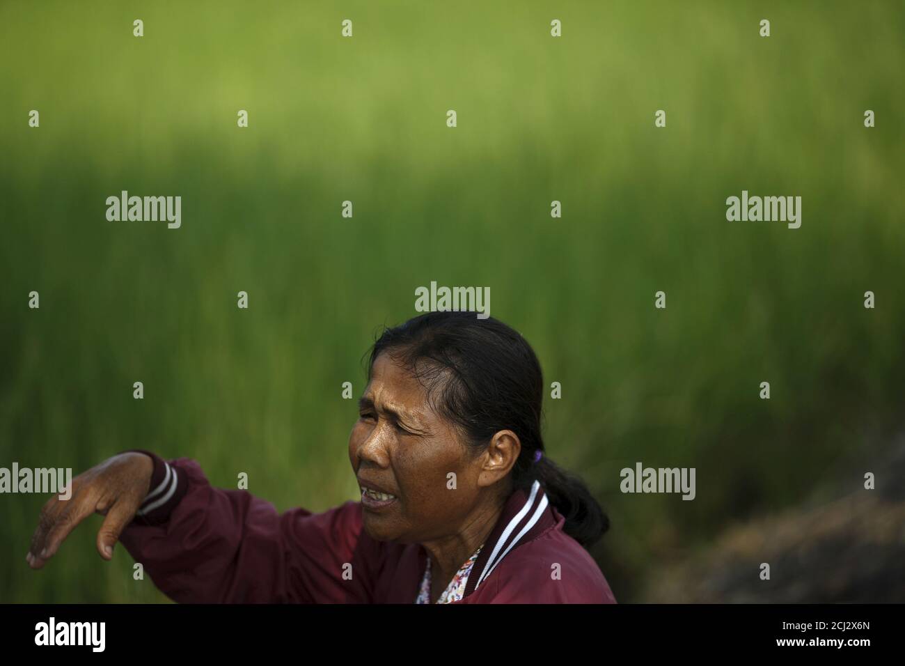Mayom Wongsawa, 61, gestures next to a rice field in Sing Buri Province, Thailand, February 1, 2016. Billions of dollars in government spending aimed at revitalising Thailand's ailing rural economy have failed to reach farmers hit by weak commodity prices and drought, fuelling disaffection with the military government ahead of elections expected next year. Picture taken February 1, 2016. REUTERS/Athit Perawongmetha Stock Photo