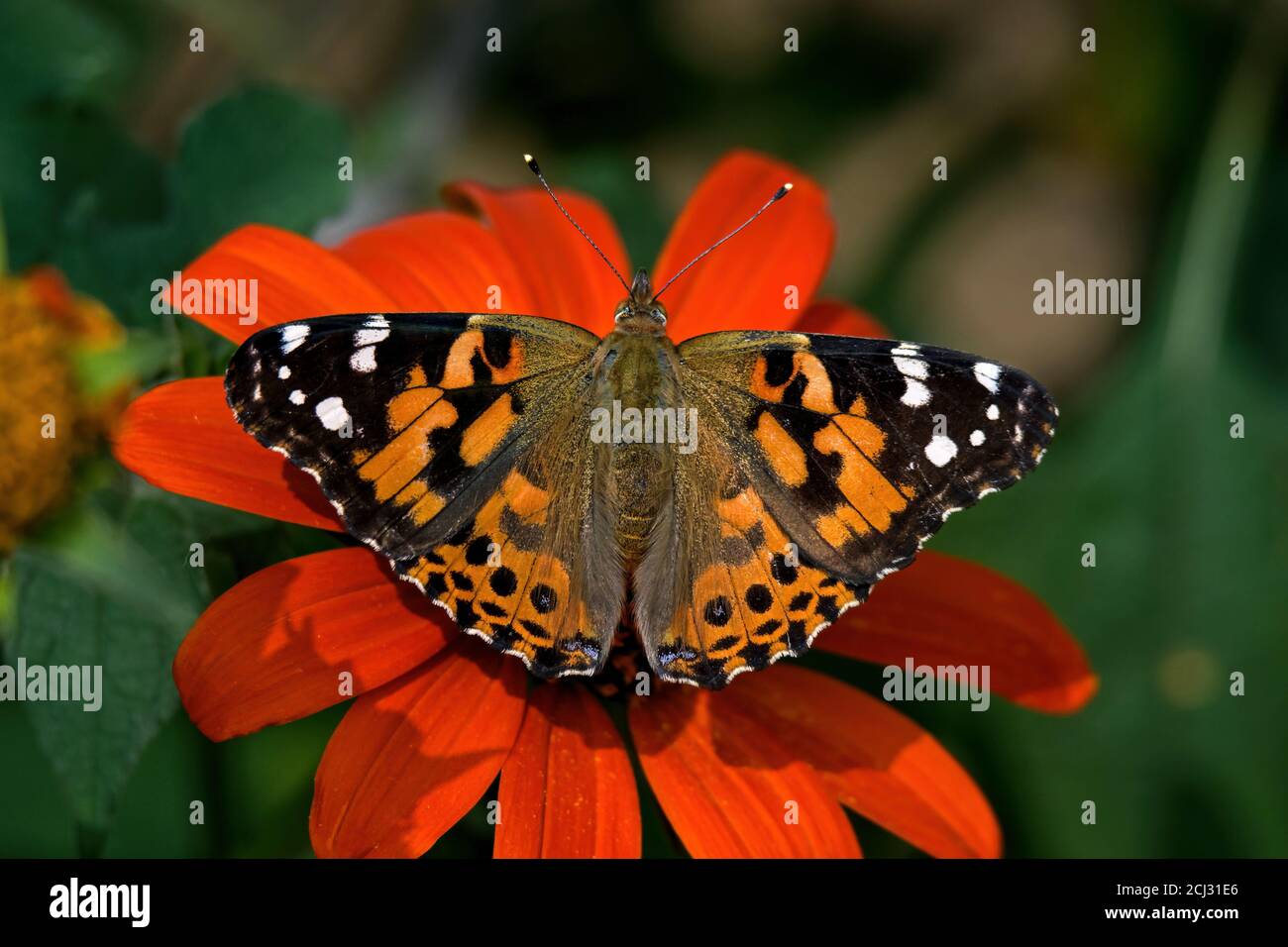 Painted lady is in the Cynthia group of colorful butterflies and