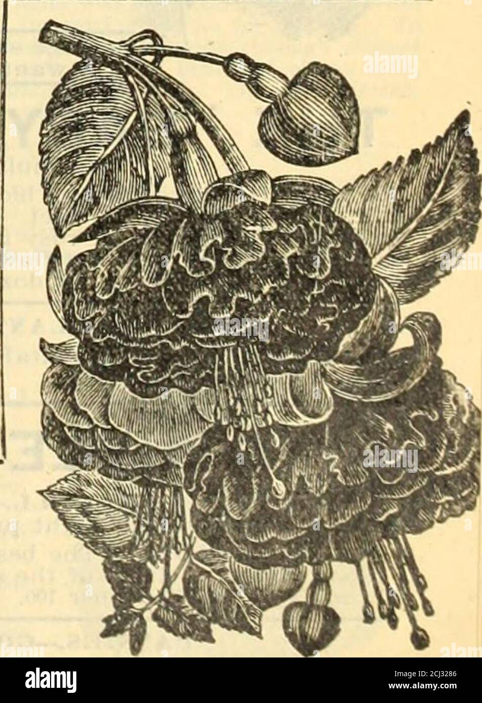 Griffith & Turner Co : farm and garden supplies . l double whites. vVI E  CID.—Grand velvety red; double. MAD. JAULIN.—Delicate pink; borders pure  white; double.MISS FRANCIS PER KINS.—Grand bright pink;