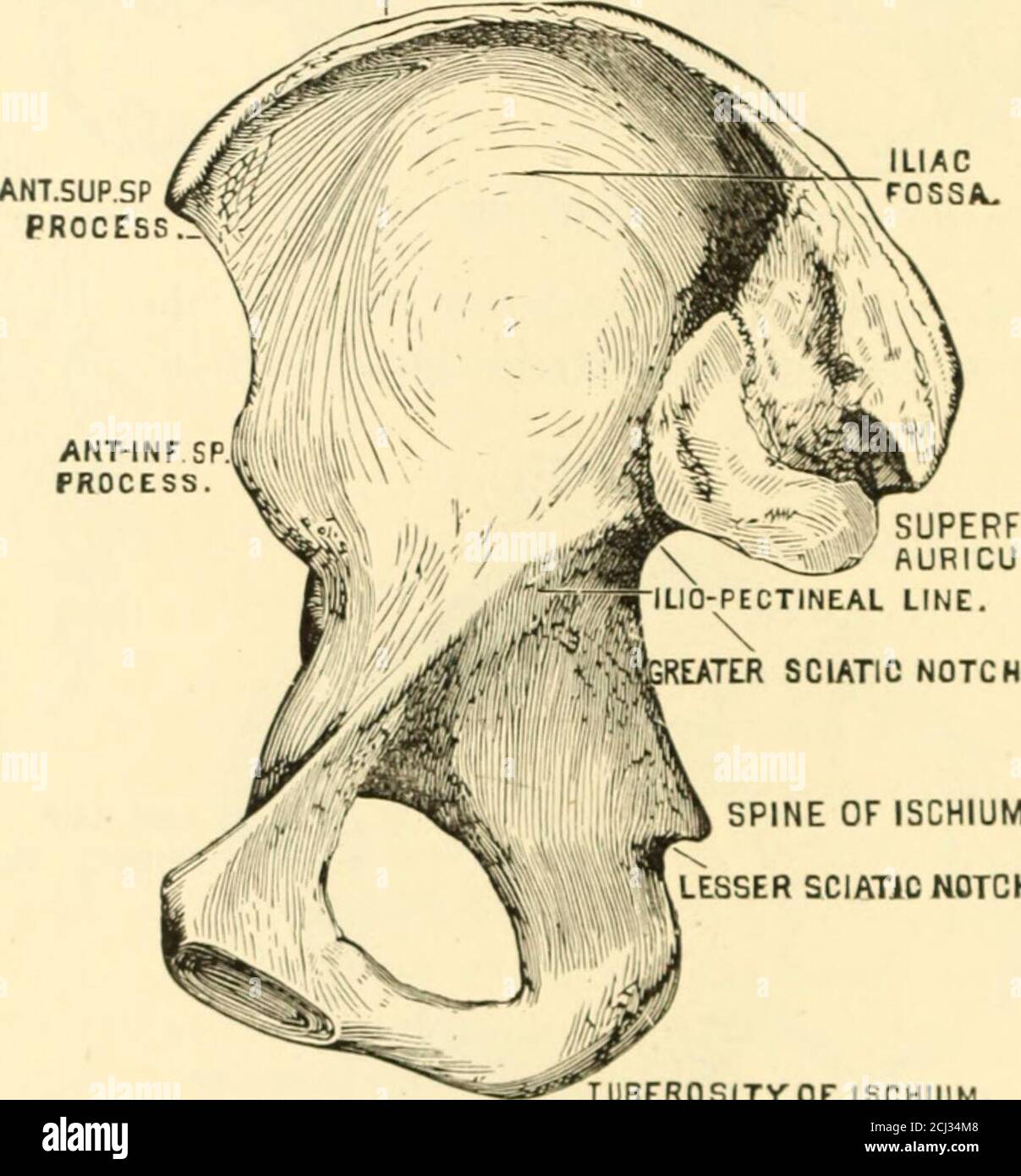 . The science and art of midwifery . O. OBTURATOR FORAMEN. -Outer surface of os Innominatum. ward. The crest of the ilium terminates, front and rear, in bonyprominences, termed respectively the anterior and posterior superior 144 LABOlt. spinous processes. Beneath the upper spines, and separated from themby curved indentations, are two lower, less sharply defined projections,termed the anterior and posterior inferior spinous processes. Behindthe iliac fossa is situated an ear-shaped articular surface, the super-ficies auricularis, which corresponds to the surface of similar namedescribed upon Stock Photo