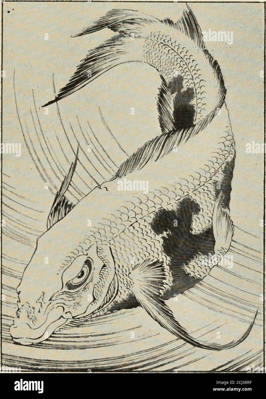 Art crafts for amateurs . ANIMAL FORMS. 199 The reason, it appears to me,  that Japanese animal studiesare so adapted to the requirements of the  designer is that. No. 142.—From a, image size:927x1390