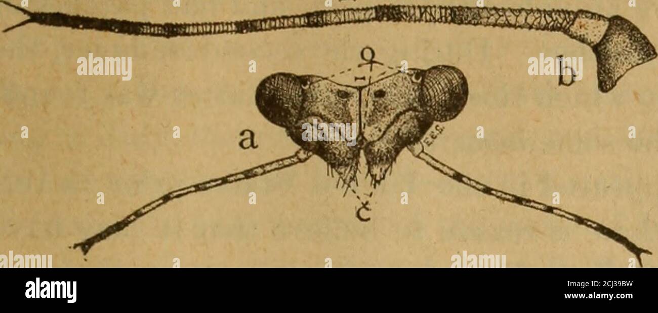 Clavus Insect . Annual report of the Regents . Fig. 10—Wings of the pear tree Psylla ...
