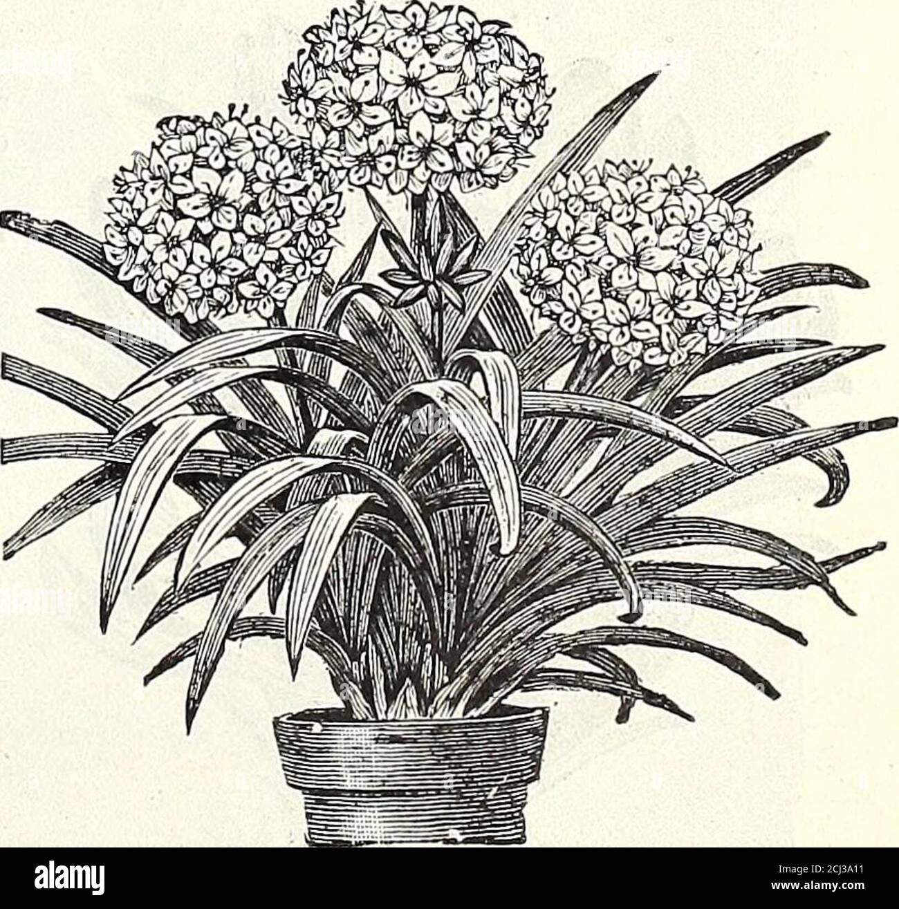 . Dreer's autumn 1904 catalogue . jperiod. The flowers are about 2inches long, and are borne in denseclusters of from ten to twenty flow-ers on each ; in color it is of a fineorange-red shading to buff. E.xlrastrong plants in 6-inch pots, 75 cts.each. Crown Imperials. Very showy and statelv early spring-blooming plants. 1 he flowers are bell-shaped, and are borne in a whorl atthe top of the plant, which grows fromWhite Calla. 3 to 4 feet high. The Crown Imperials will grow well in any good gardensoil, and if it can he said to have preferences, it is for a deep loam. Atthe time of planting the Stock Photo