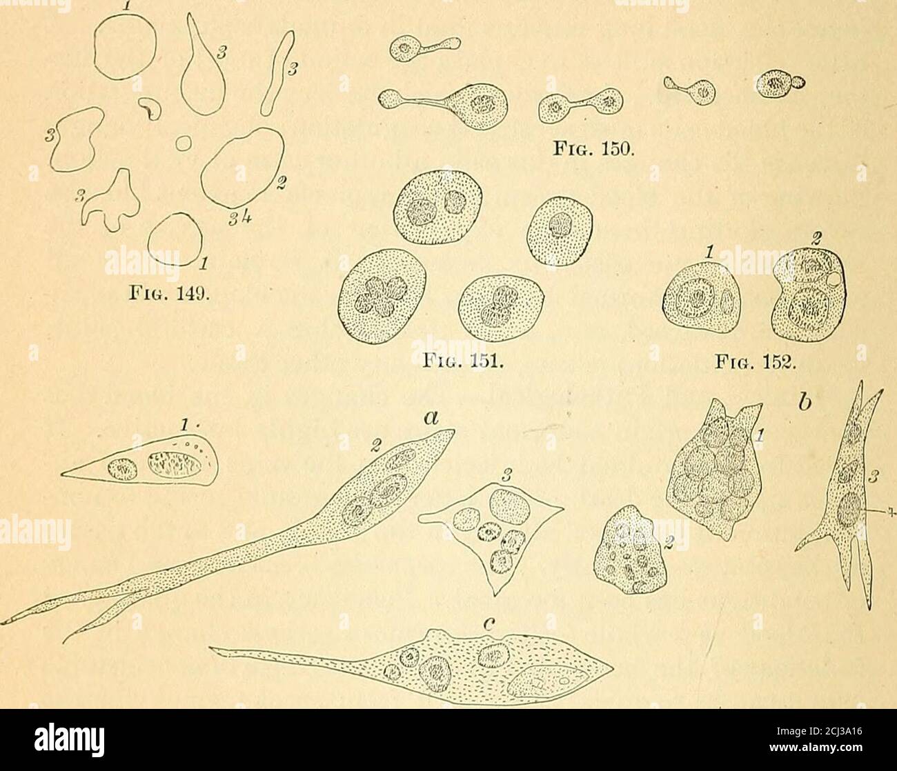 Torocyte . A text-book of comparative physiology for students and practitioners ...