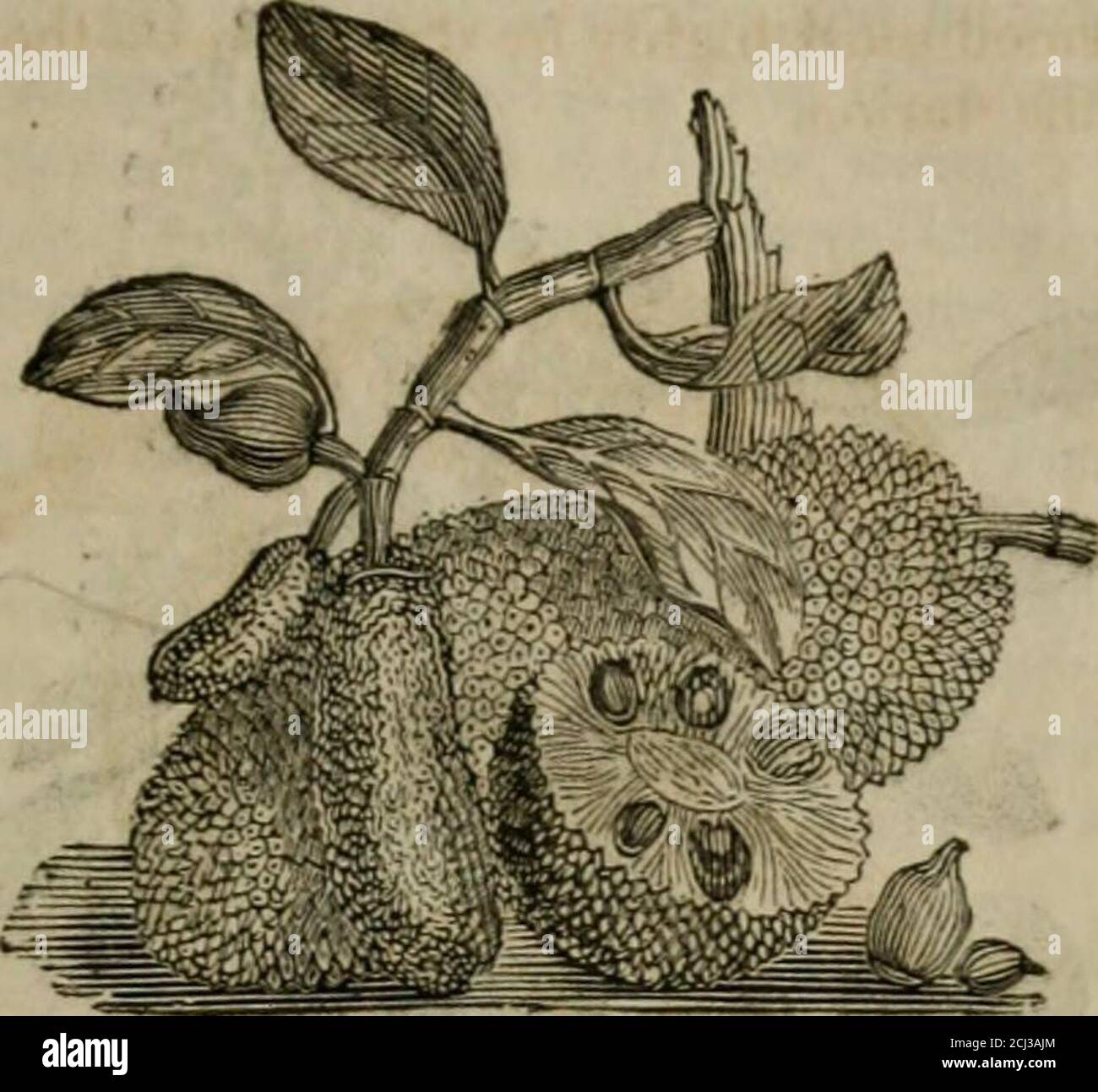 A Description And History Of Vegetable Substances Used In The Arts And In Domestic Economy The Malay Apple Eugenia Malaccemis This Though An Inferior Fruit To The Durion Isattractive By Its