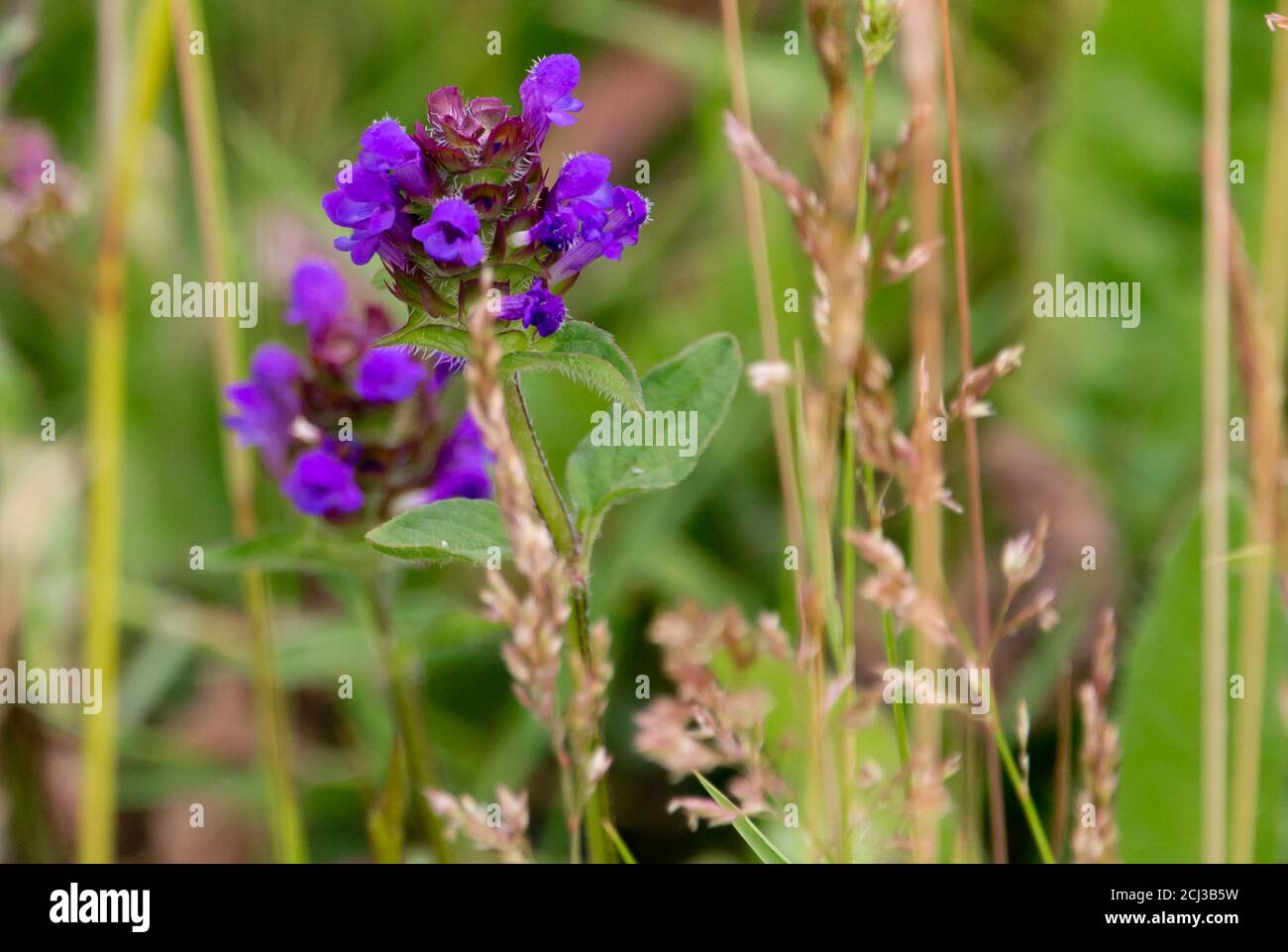 Selective focus shot of purple prunella grandiflora Stock Photo