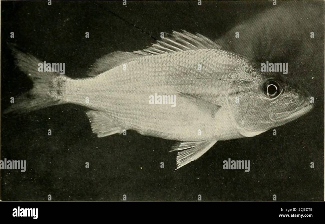 . Zoological Society bulletin . PORKFISH. ZOOLOGICAL SOCIETY BULLETIN. 817. RED-MOUTHED GRUNT: TOM TATE. curs in both Atlantic and Pacific waters. Thesethree are the giants among the sea basses andare among the largest bony fishes known,reaching a weight of five hundred to six hun-dred pounds. Two specimens of the SpottedJewfish are now among the Aquarium exhibits.This species is able to execute some of the colorchanges characteristic of the group but not insuch a striking manner as the Nassau Grouperand Red Grouper. The fishes belonging in the family Carang-idea, including the Pompanos, Leath Stock Photo