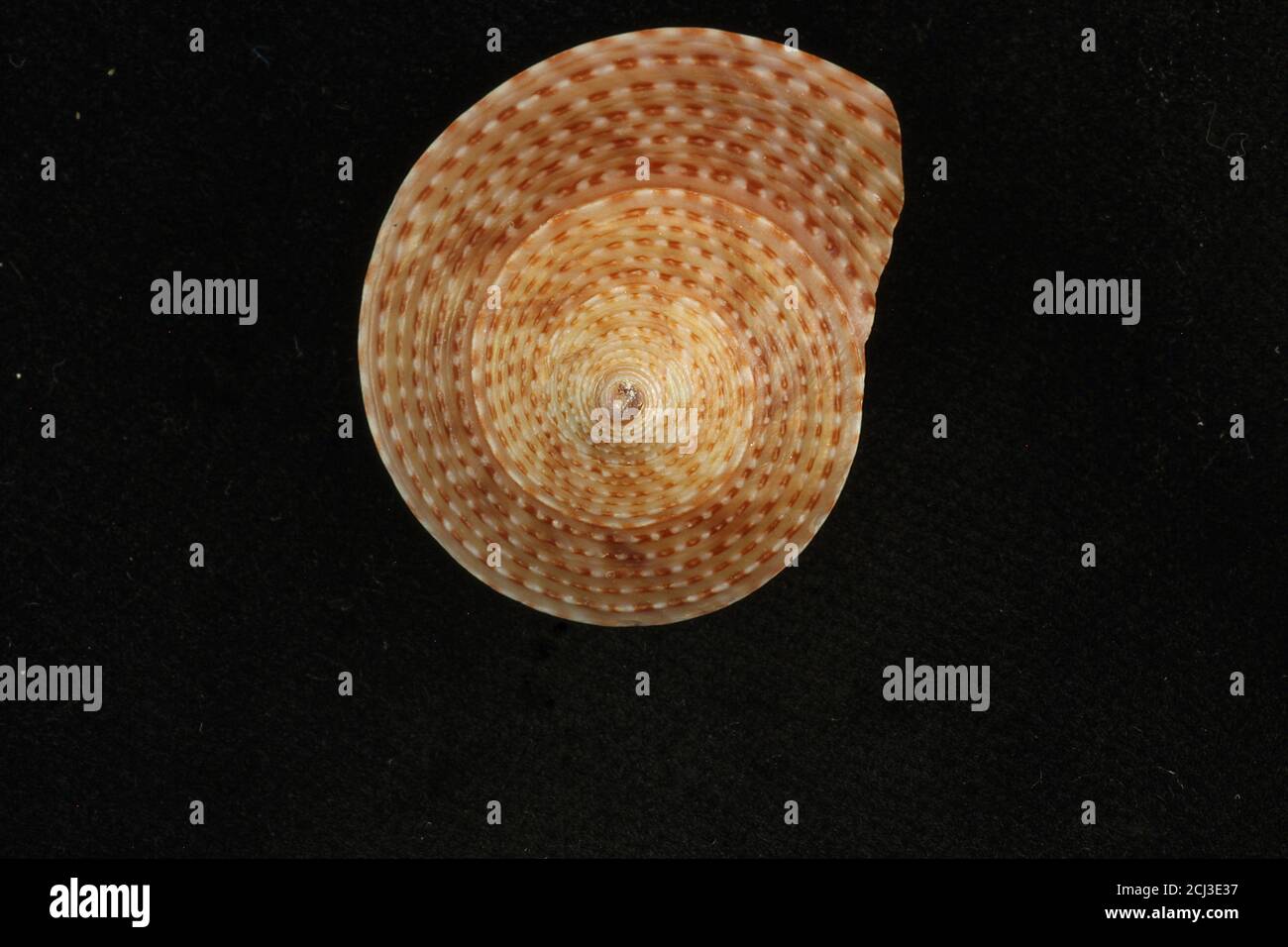 Marine gastropod shells studio images on black Stock Photo