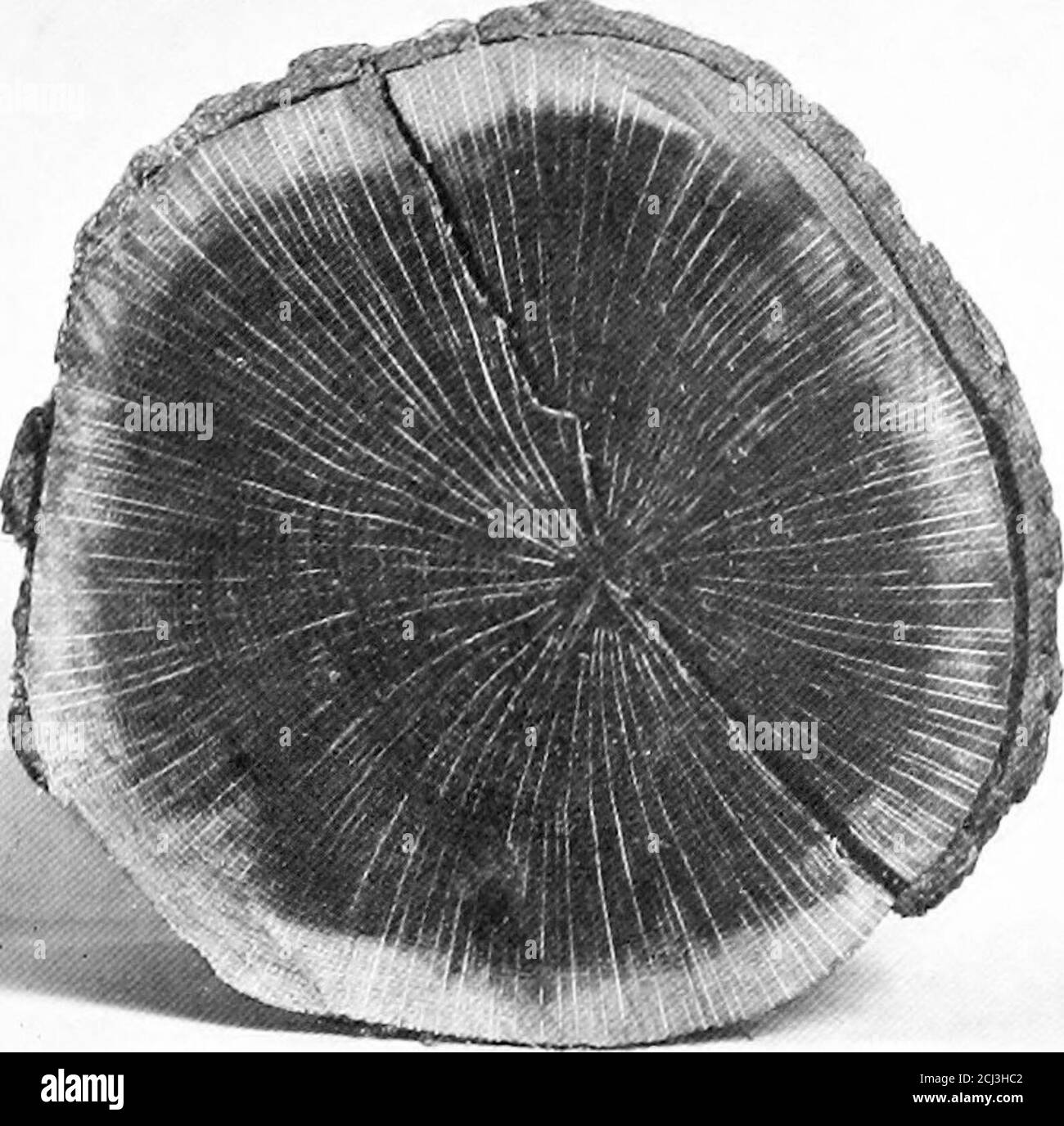 Bulletin. Forests and forestry -- United States. Fig.38.—"Ring-porous"  woods—white oak and hickory, a.r., annual ring; su. w., summer wood; 8}).  «>., spring wood; v, vessels or pores; c. I., "concentric"  lines;