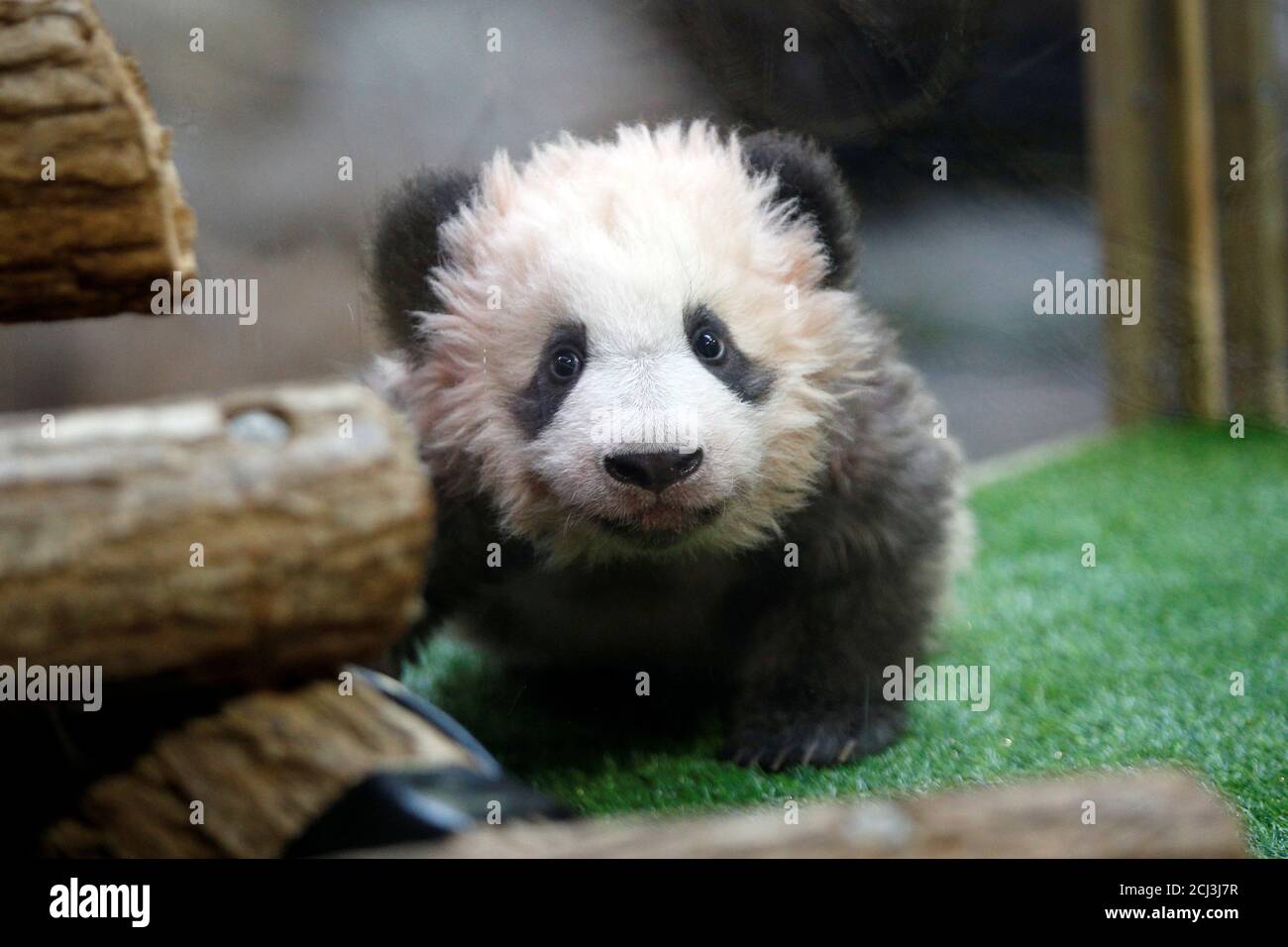 A four-month-old cub named Yuan Meng, which means “the realization of a wish” or “accomplishment of a dream”, is pictured during it naming ceremony at the Beauval Zoo in Saint-Aignan-sur-Cher, France, December 4, 2017.     REUTERS/Thibault Camus/Pool Stock Photo