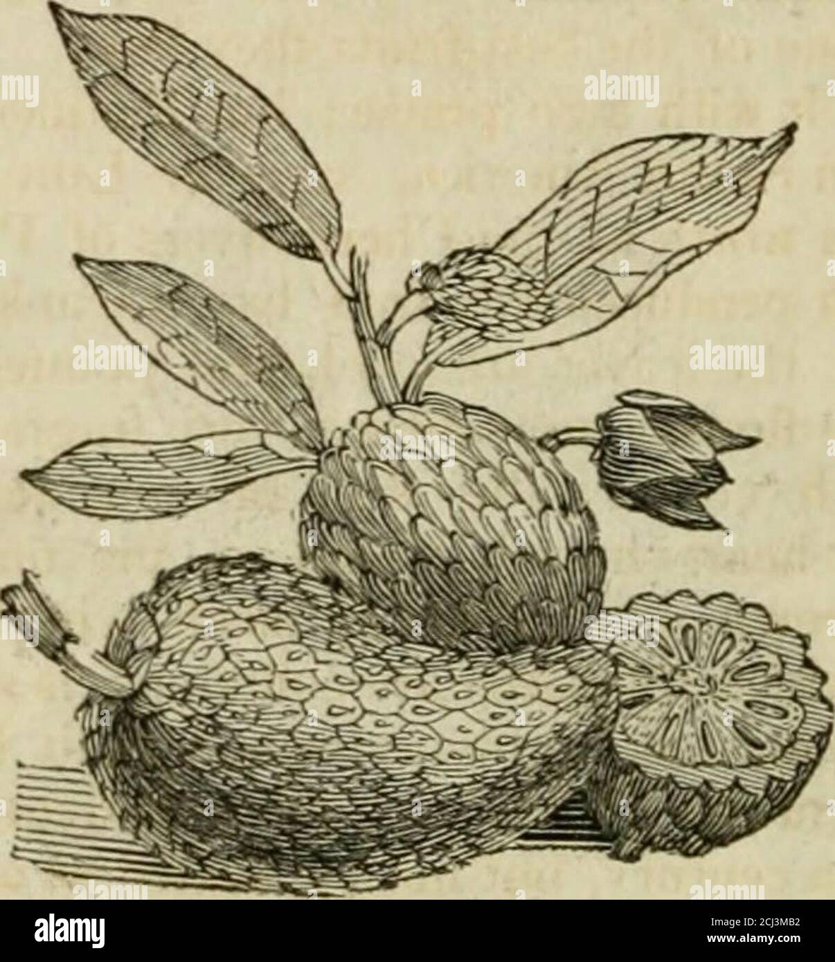 . A description and history of vegetable substances, used in the arts