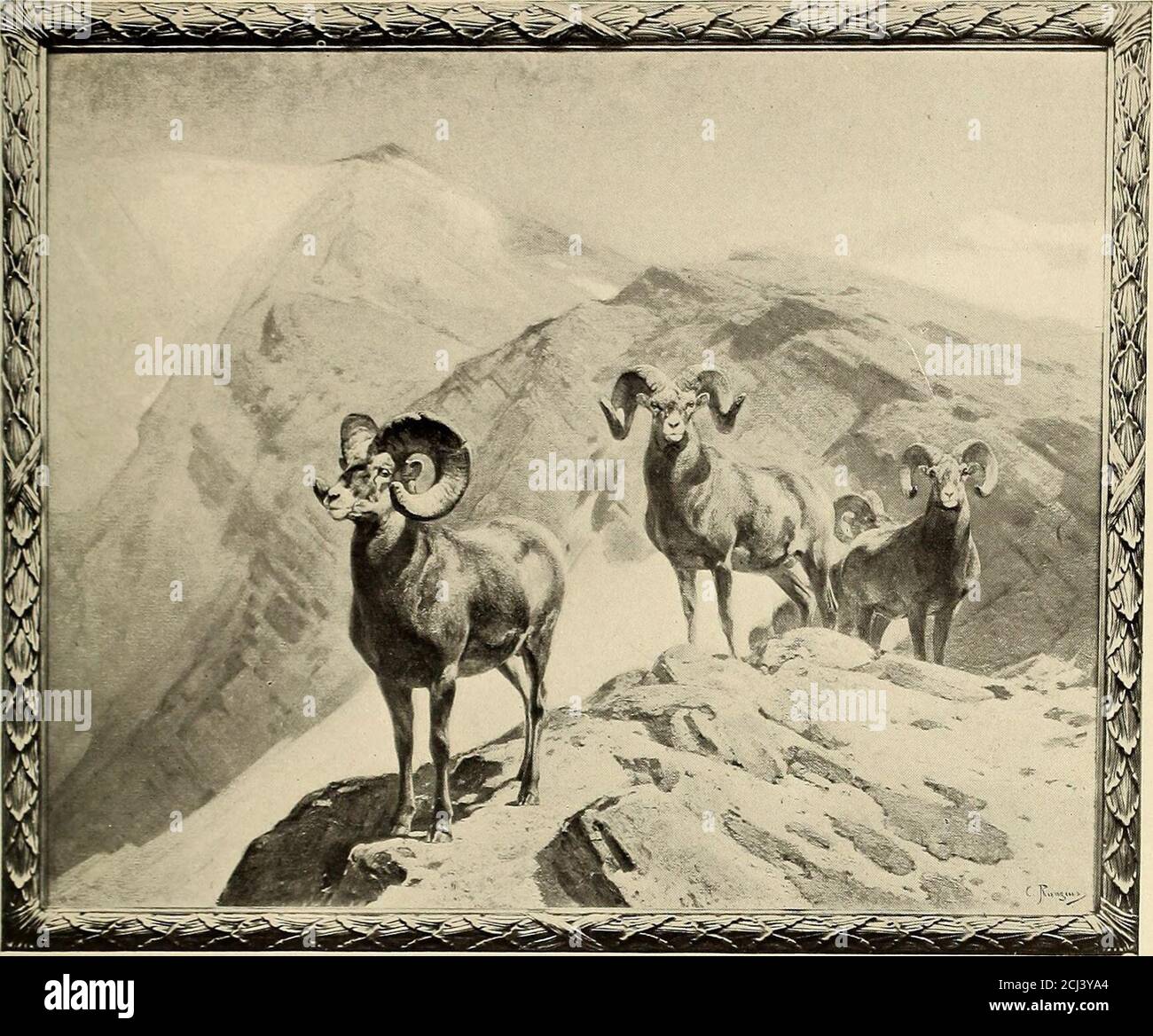 . Zoological Society bulletin . THE SAME RAM IN OCTOBERPhoto, by C. Rungius ZOOLOGICAL SOCIETY BULLETIN. 951. THE MOUNTAINEERS: OX WILCOX PASS, ALBERTA Tainted by Caki. Rungius for Emerson McMillin, and by him presented to the New York Zoological Society. This is the artist:choice of a representative period for this species, (September). Copyright, 1912, by C. Rungius. Whenever the artist intends to standardize acertain species, he must choose for the land-scape that season of the year which will bring-out the characteristic points of his subject. Thepelage must be neither too long nor too sho Stock Photo