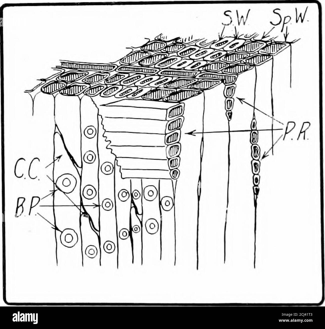 . Wood and forest . r cells radially disposed. Each of these small ...