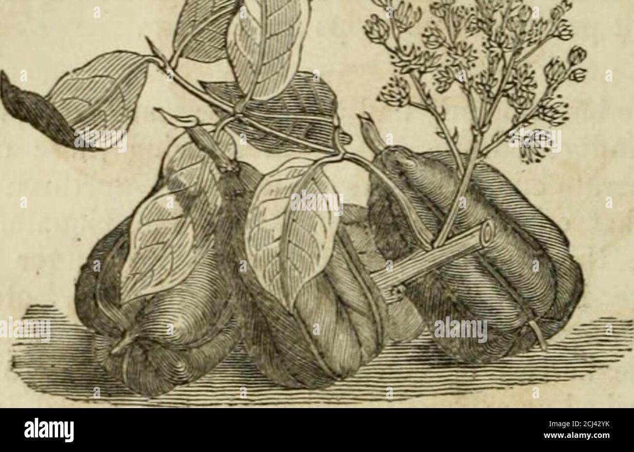 . A description and history of vegetable substances, used in the arts, and in domestic economy . t of Sierra Leone,described by Dr. Afzelius to the African Society,grows on a lofty tree, and yields a quantity of finewhite juice, from which it obtains its name. Thefruits of the interior of Africa have been but littleexamined by Europeans; and their very names areunknown to us, with a few exceptions. They are,probably, of little worth. Of those that have notbeen found in any other quarter of the world, themost singular are the follovvins;:— The Akee—Blighia sapida. This is a native of Guinea, fr Stock Photo