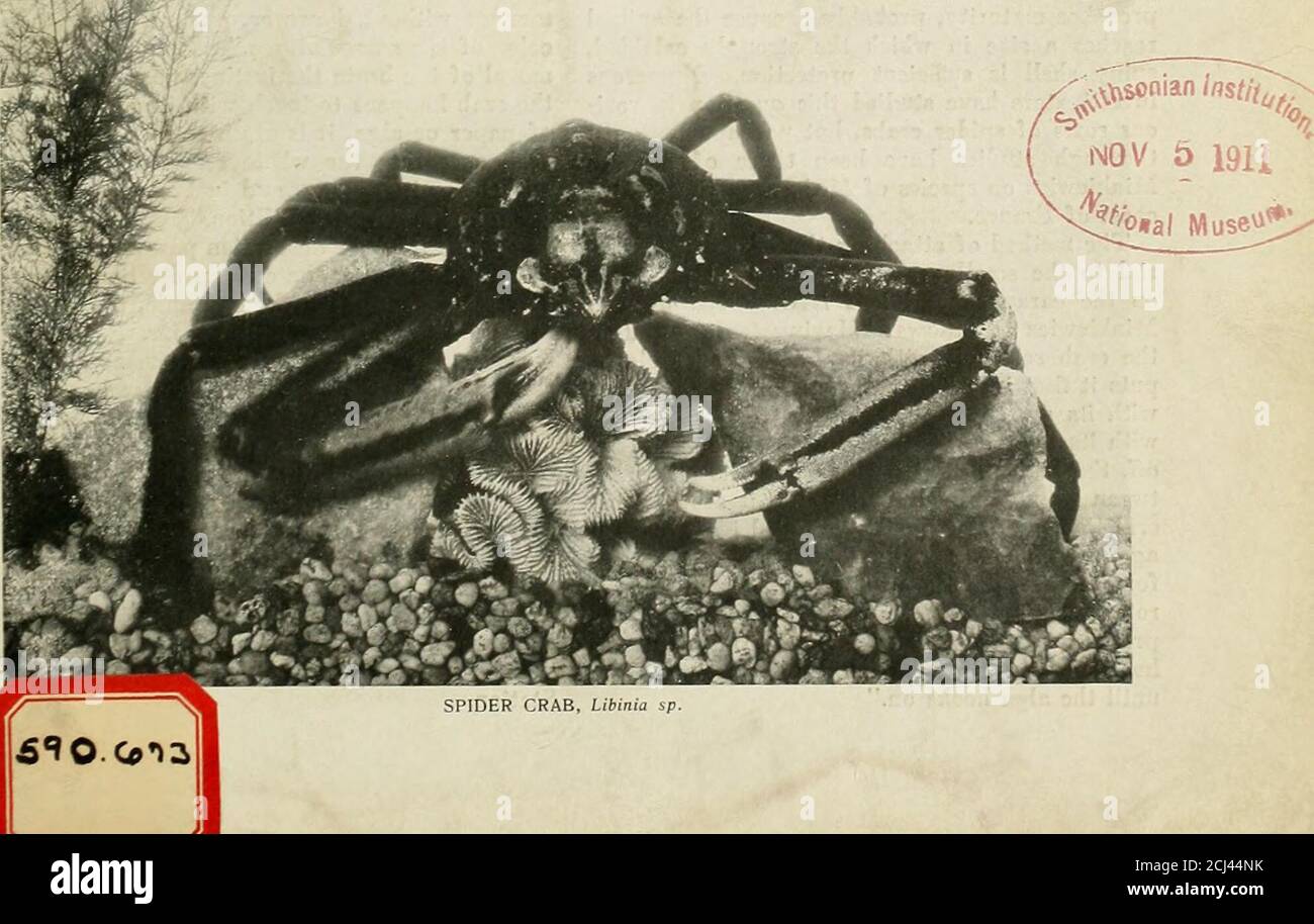 Zoological Society Bulletin Sas Well With All Sorts Of Odds And Ends Of Mate Rial For The Purpose Of Concealment Render Itas Interesting An Object For Study As Could Wellbe Found Zoological Society Bulletin Sas Well With All Sorts Of Odds And Ends Of Mate Rial For The Purpose Of Concealment Render Itas Interesting An Object For Study As Could Wellbe Found