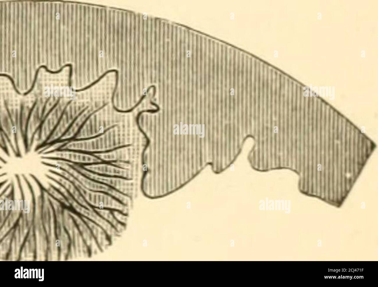 . The science and art of midwifery . ^M^^Xthe case in the upper layers, where y&^ ^Obathe cells were like those of young ^//, connective tissue. A Soft, pulpy Fio. 46.-Foiration of decidua, first stage. state of the mucous membrane was occasioned by an augmented production of the amorphous inter-cellular substance which characterizes connective tissue in the embry-onic state. It is this thickened, vascular, softened mucous membrane whichfurnishes the decidua vera. The ovum, soon after its entry into the uterus, finds a lodgment inone of the folds of the decidua vera. This takes place usually i Stock Photo