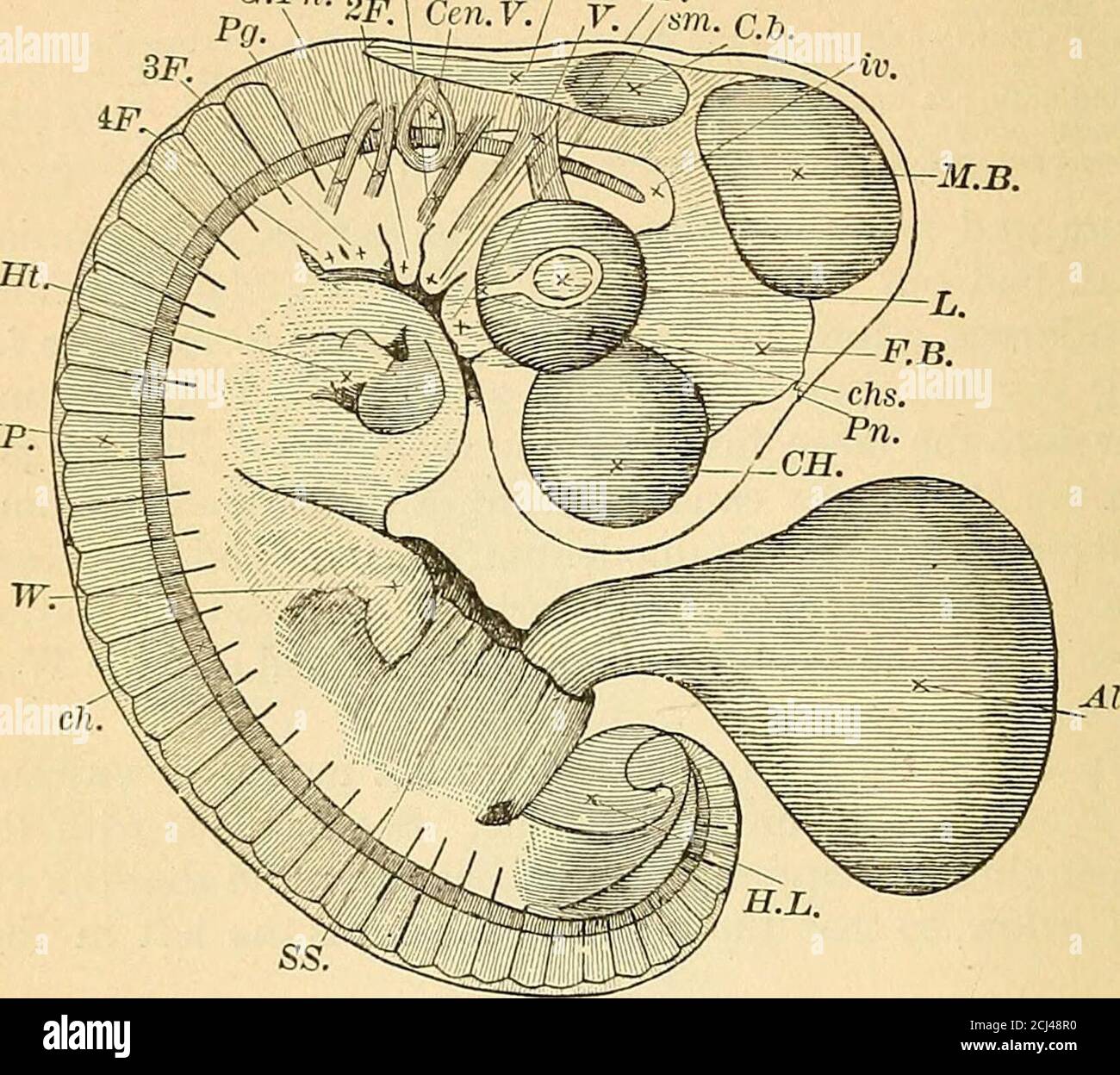 A text-book of animal physiology, with introductory chapters on general  biology and a full treatment of reproduction  Physiology, Comparative.  Fio. 117.—Head of cbick of fourth day, viewed from below as