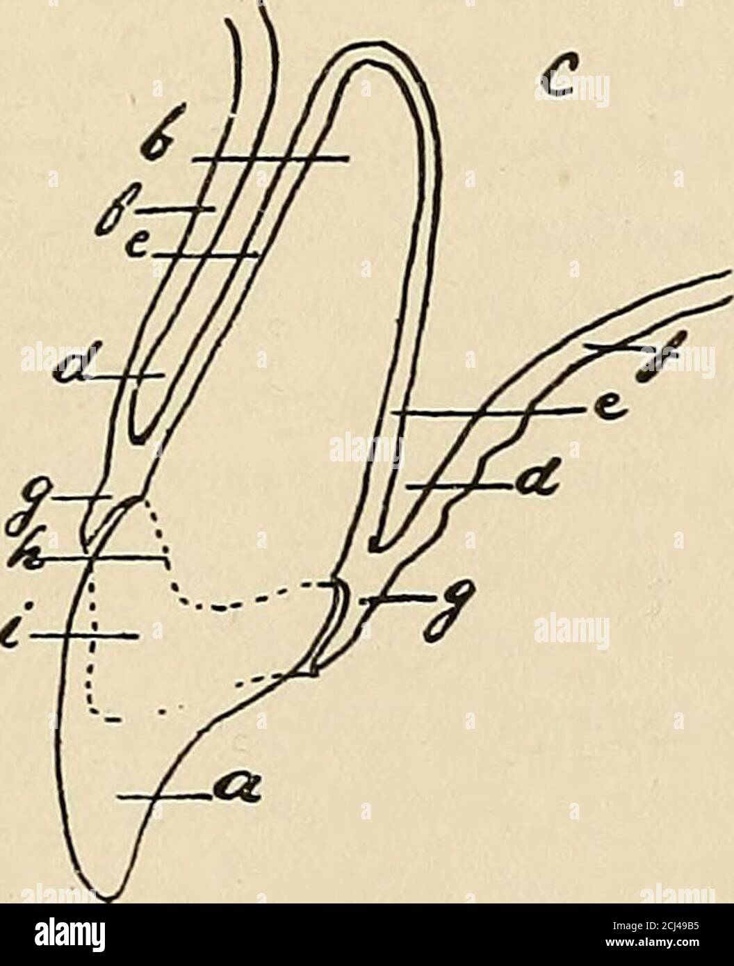 . Descriptive anatomy of the human teeth . Fig. 142.—Actual size.. Fig ...
