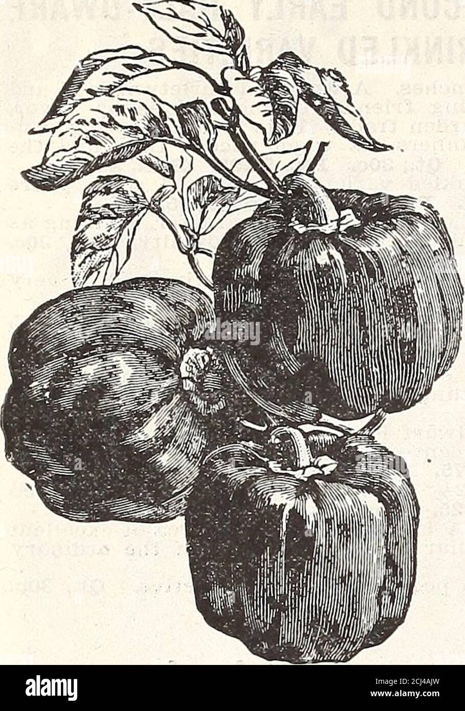 1915 Griffith And Turner Co Farm And Garden Supplies It Pt 15c Qt 30c Pk 1 75 Bus 6 00 French Canner Height Svi Feet Tlie Celebrated Pea Usedin France By The Canners