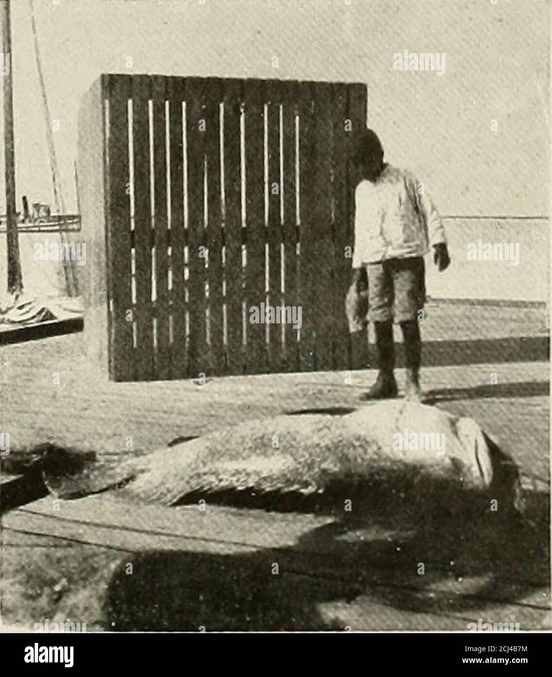 . Zoological Society bulletin . LARGE JEWFISH, IN FISH-CAR BESIDE A SMACK.. A BIG JEWFISH, KILLED WITH A HATCHET. 800 ZOOLOGICAL SOCIETY BULLETIN. Some of the fishermen who have larger boatsgo out for a week and return with a load ofgroupers. If one has no motor and is becalmedthere will not be enough circulation in the over-crowded well and many of the fish will die un-less bailing is resorted to for aerating the water.Often a boat with a motor will tow in its be-calmed brother and thus save many dollars worthof fish, or the fisherman may resort to scullinghis heavy boat. It is a strange thin Stock Photo